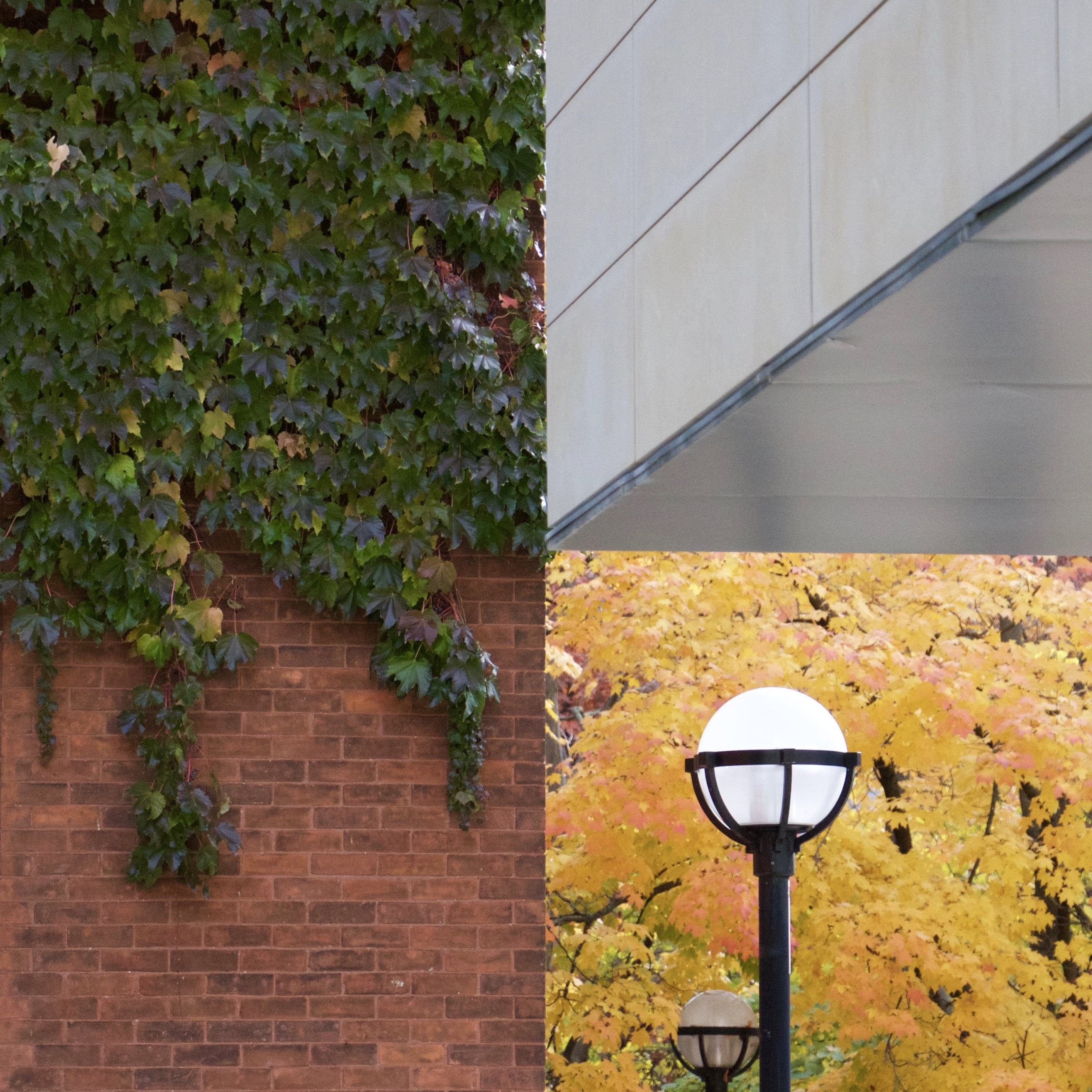 outdoors, plant, street light, trees, building, tree, light, built structure, plants, architecture, day, growth, leaf, light fixture, photography, nature, Phone HD Wallpaper