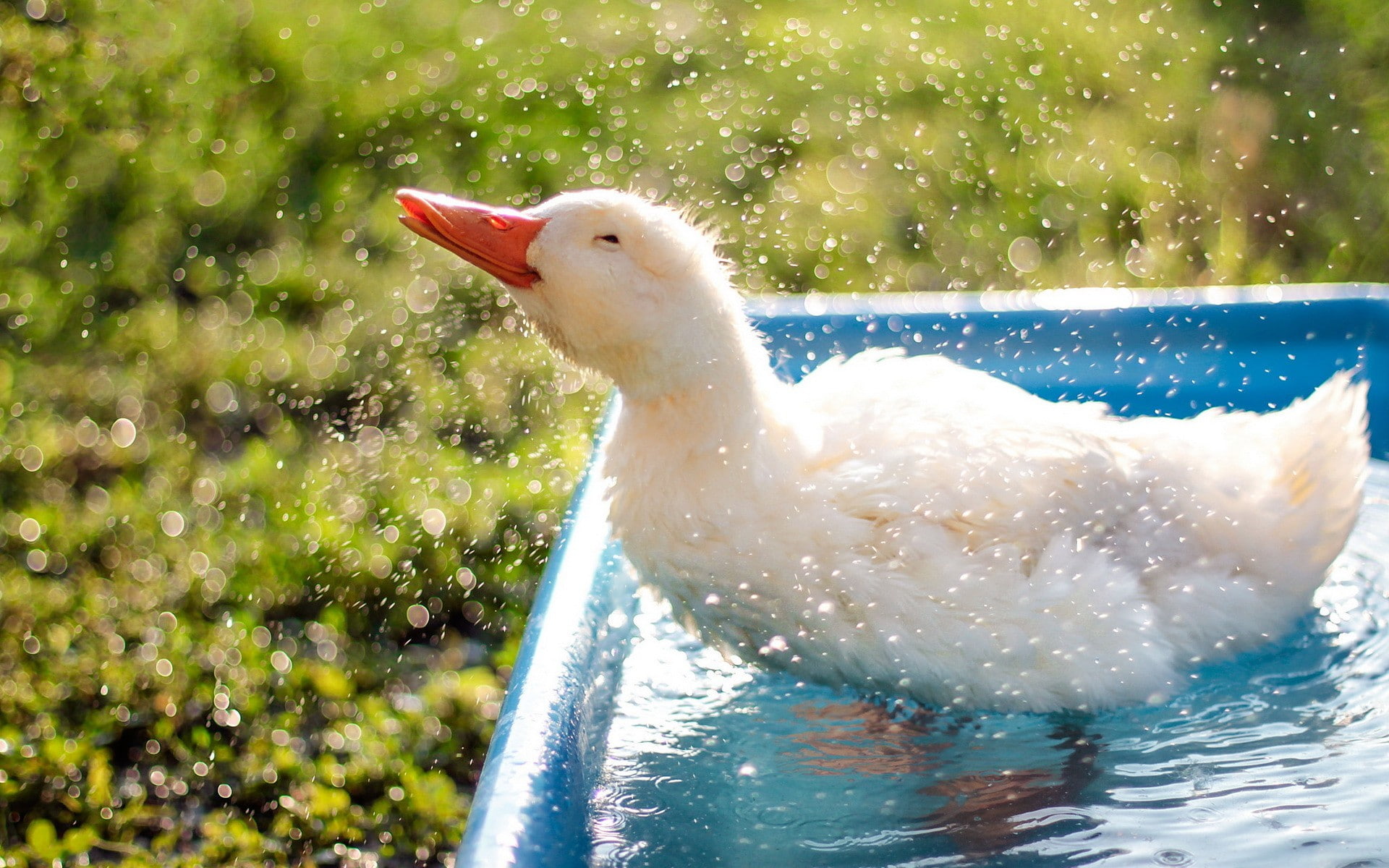 1080P, droplets, bokeh, duck, refreshment, Animal, HD Wallpaper