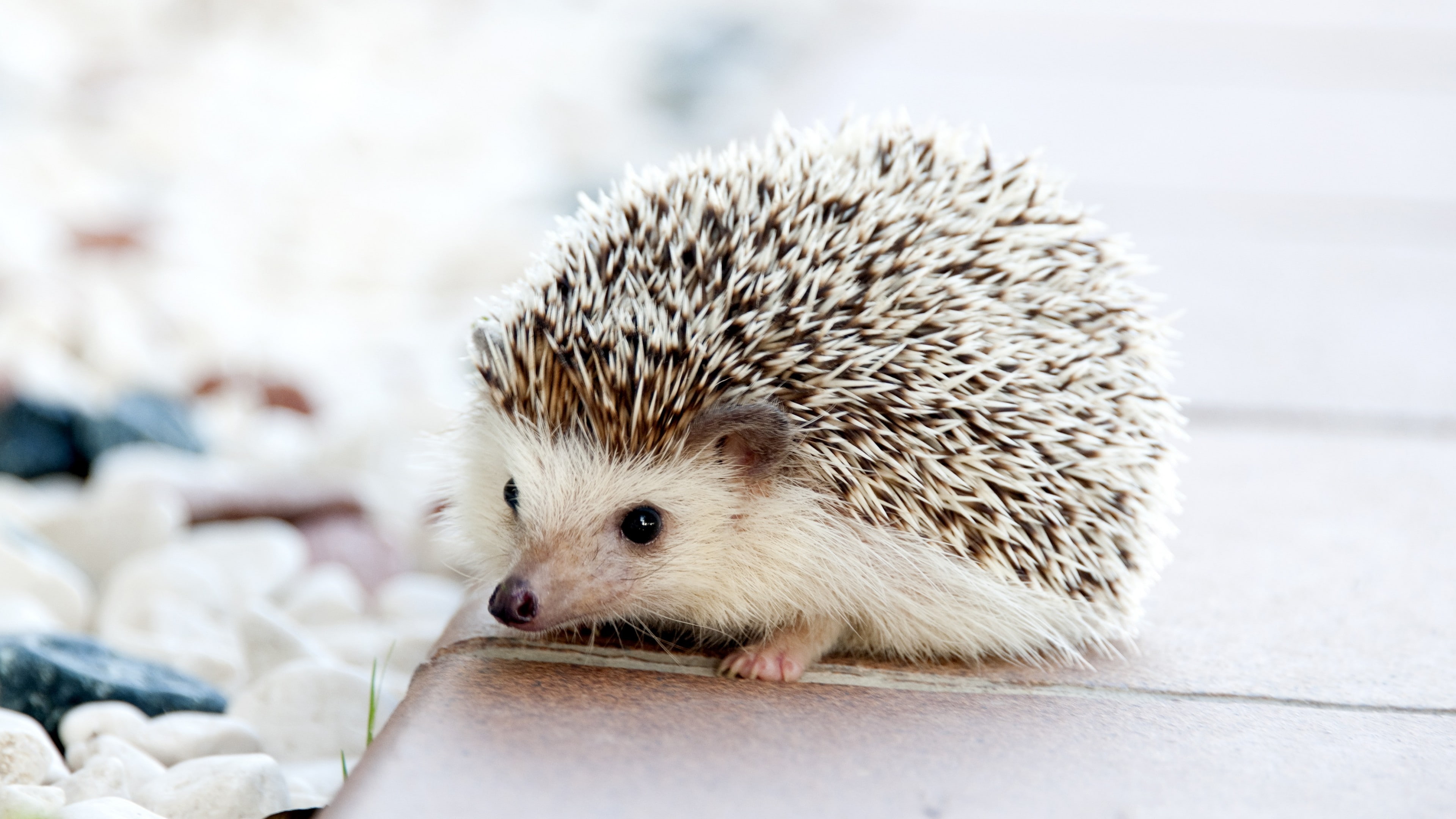 cute animals, white, 4K, 4k, wooden, brown, hedgehog, surface, HD Wallpaper