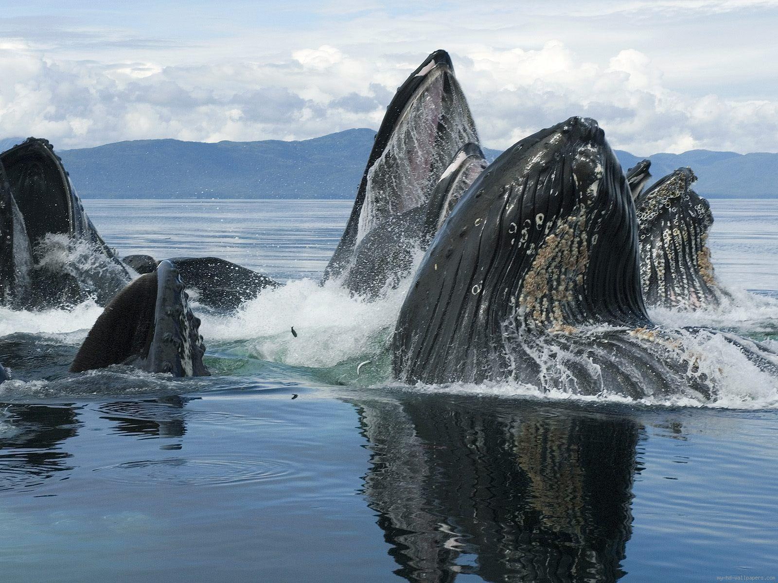 sperm, animal, water, group, 720P, whales, dancing, sea, HD Wallpaper