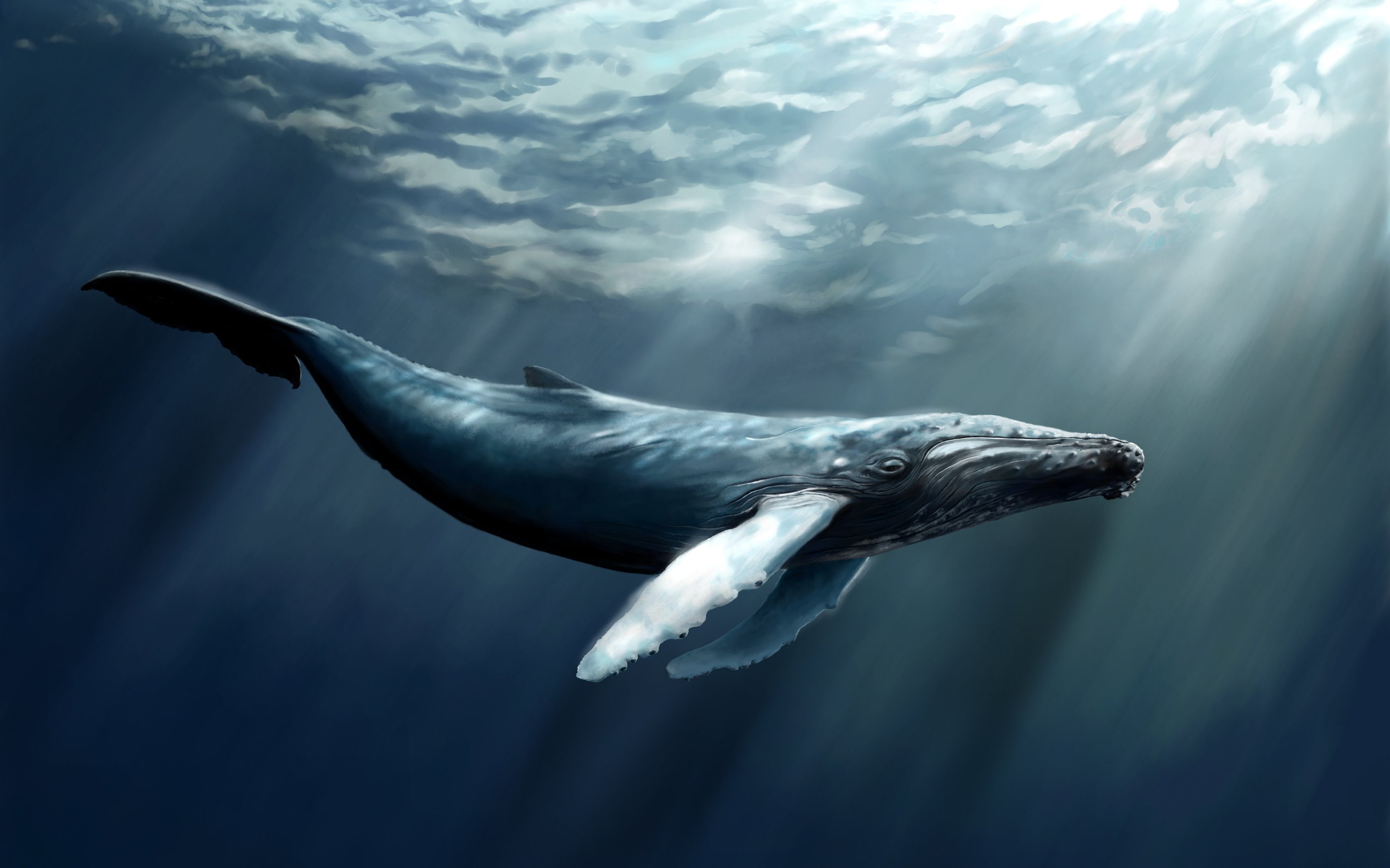 sperm, nature, sea life, underwater, animals in the wild, no people, Whale, animal themes, 2K, water, vertebrate, one animal, day, undersea, sea, mammal, HD Wallpaper