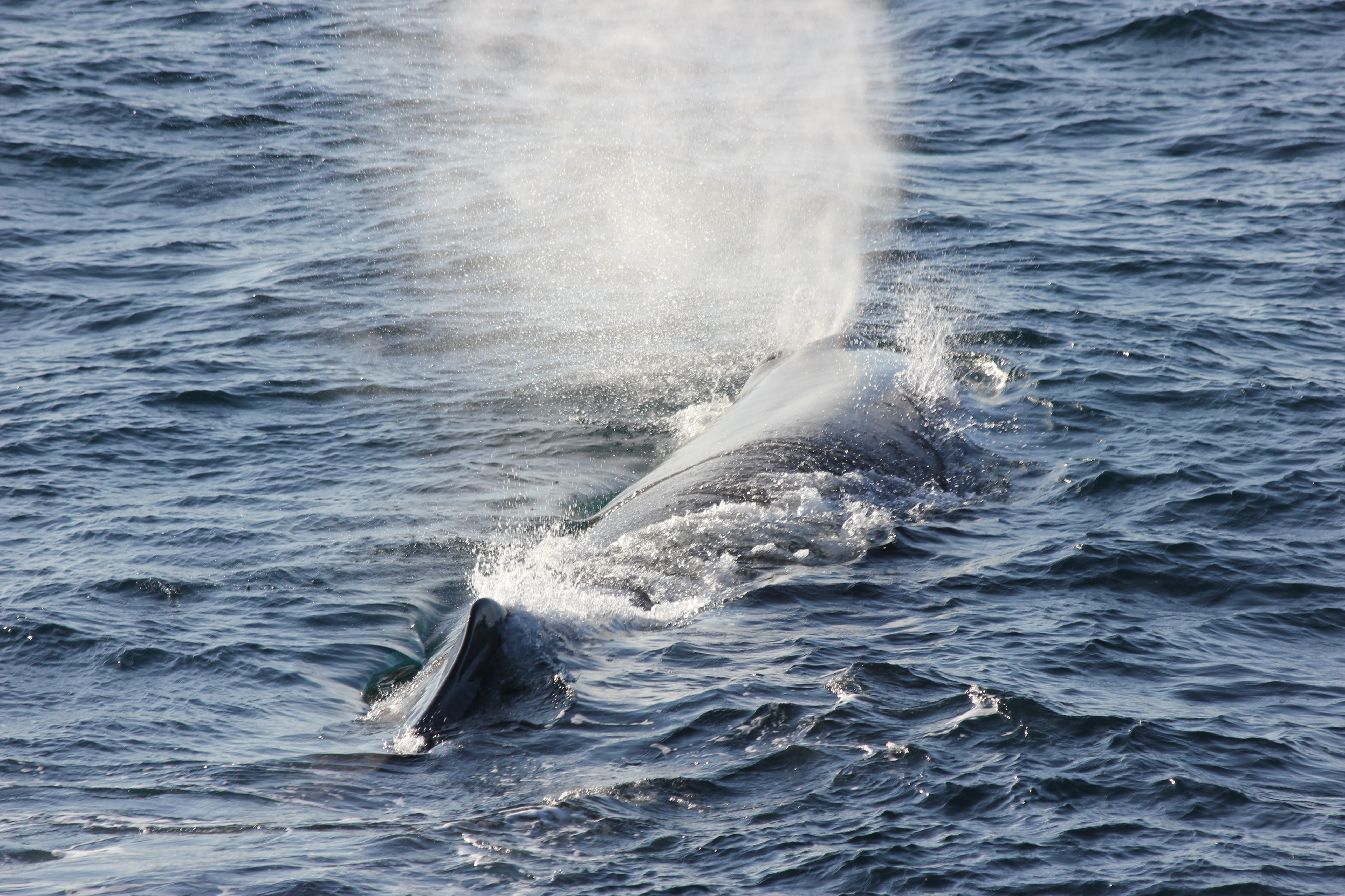 underwater, whale, sea, motion, arctic circle, sperm whale emits air, animals in the wild, waterfront, animal wildlife, beauty in nature, norway, water, HD Wallpaper