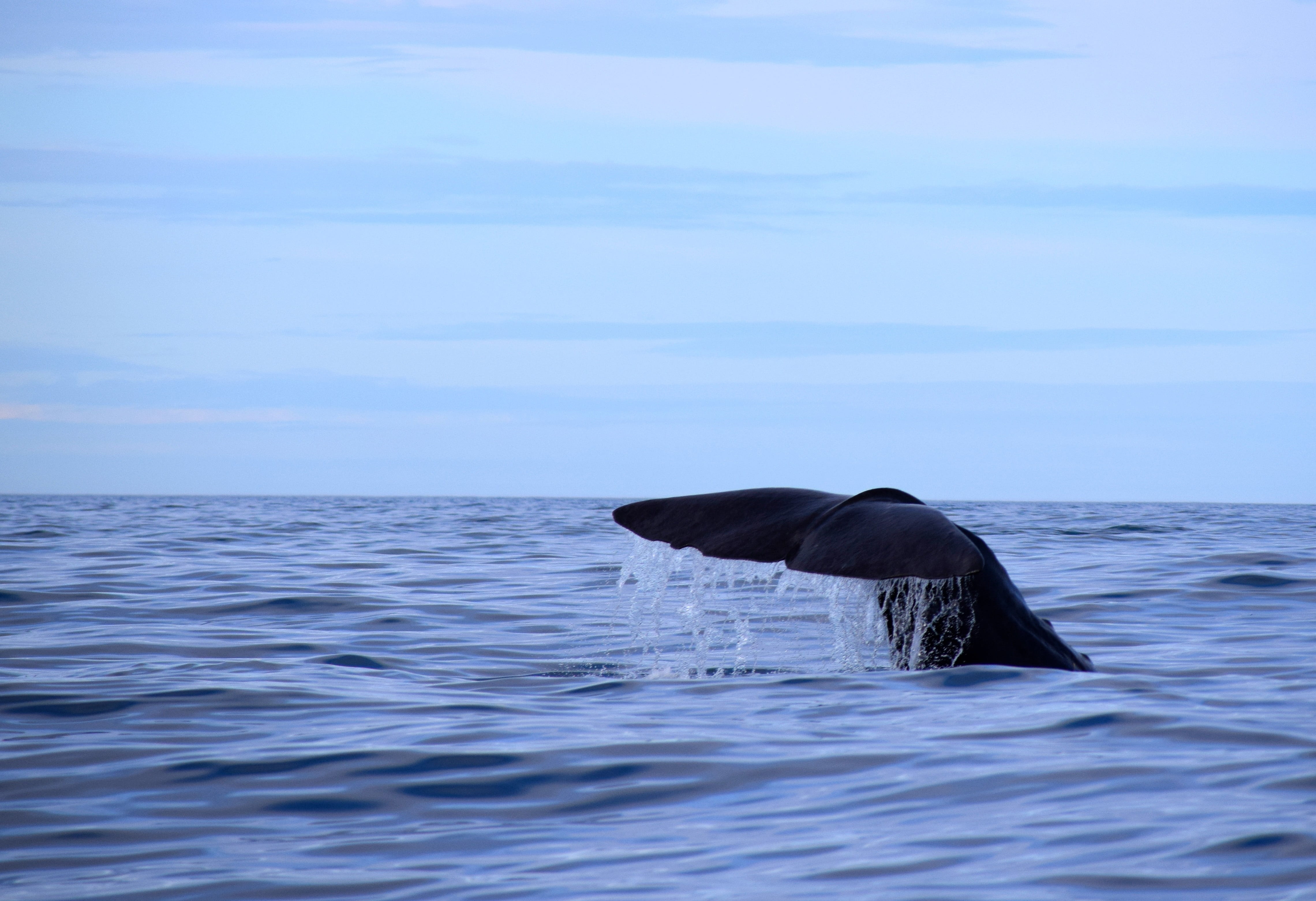 underwater, road trip, animal themes, adventure, water creature, wave, thickness thing, diving, water, sky, aquatic mammal, norwegian sea, wal, welsh, ocean, HD Wallpaper