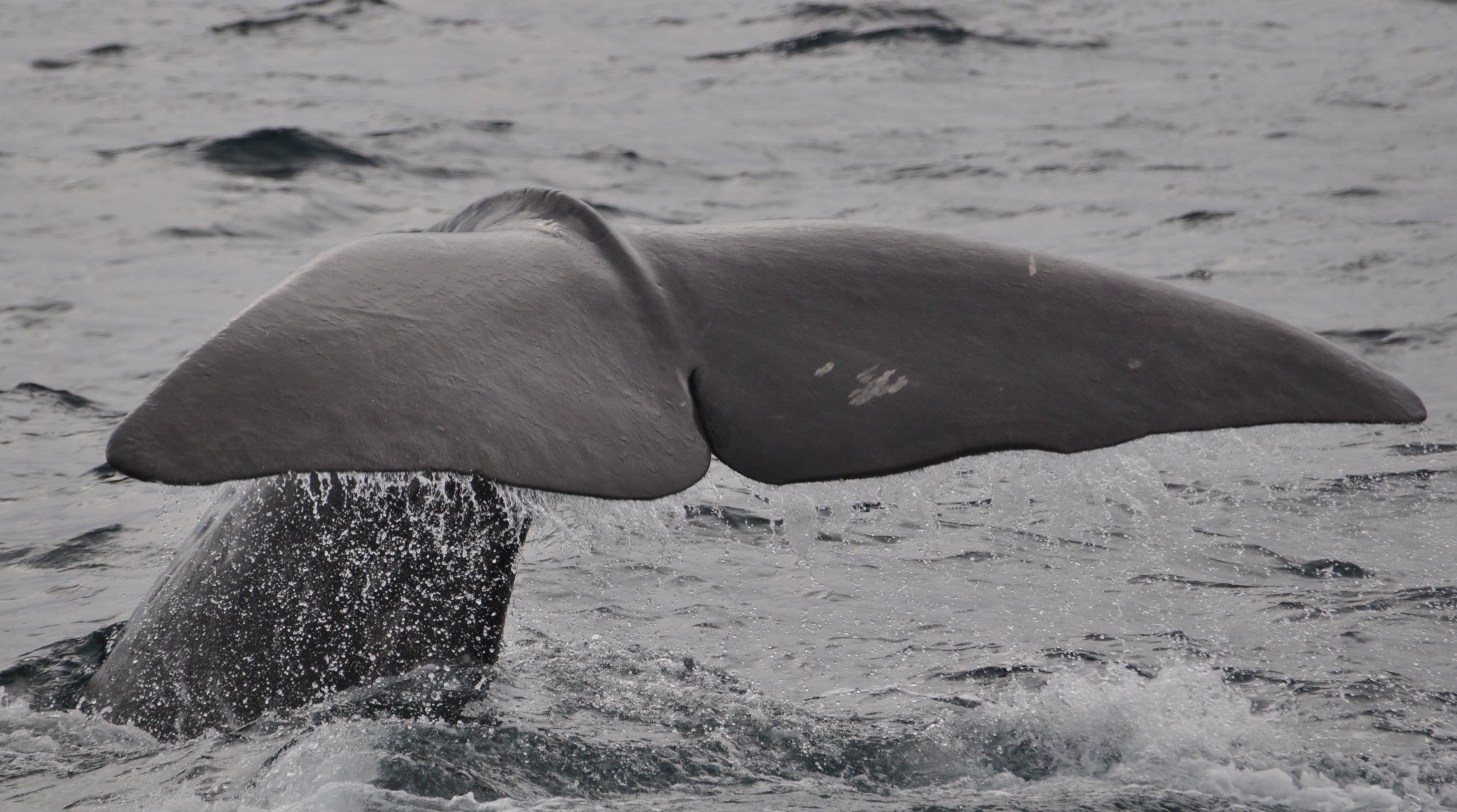 norway, 2K, sea, gray, sea life, aquatic mammal, water, large, fin, wal, animals in the wild, mammal, no people, vertebrate, body, beach, diving, underwater, HD Wallpaper