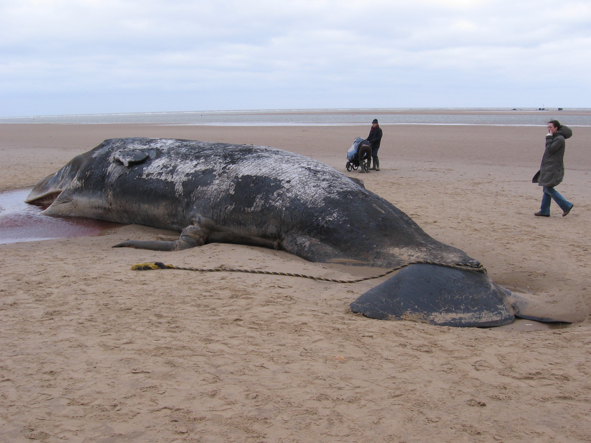 large, ocean, pets, dead, men, land, real people, water, mammal, outdoors, sand, vertebrate, 1080P, domestic, animal, people, sea, domestic animals, sky, HD Wallpaper