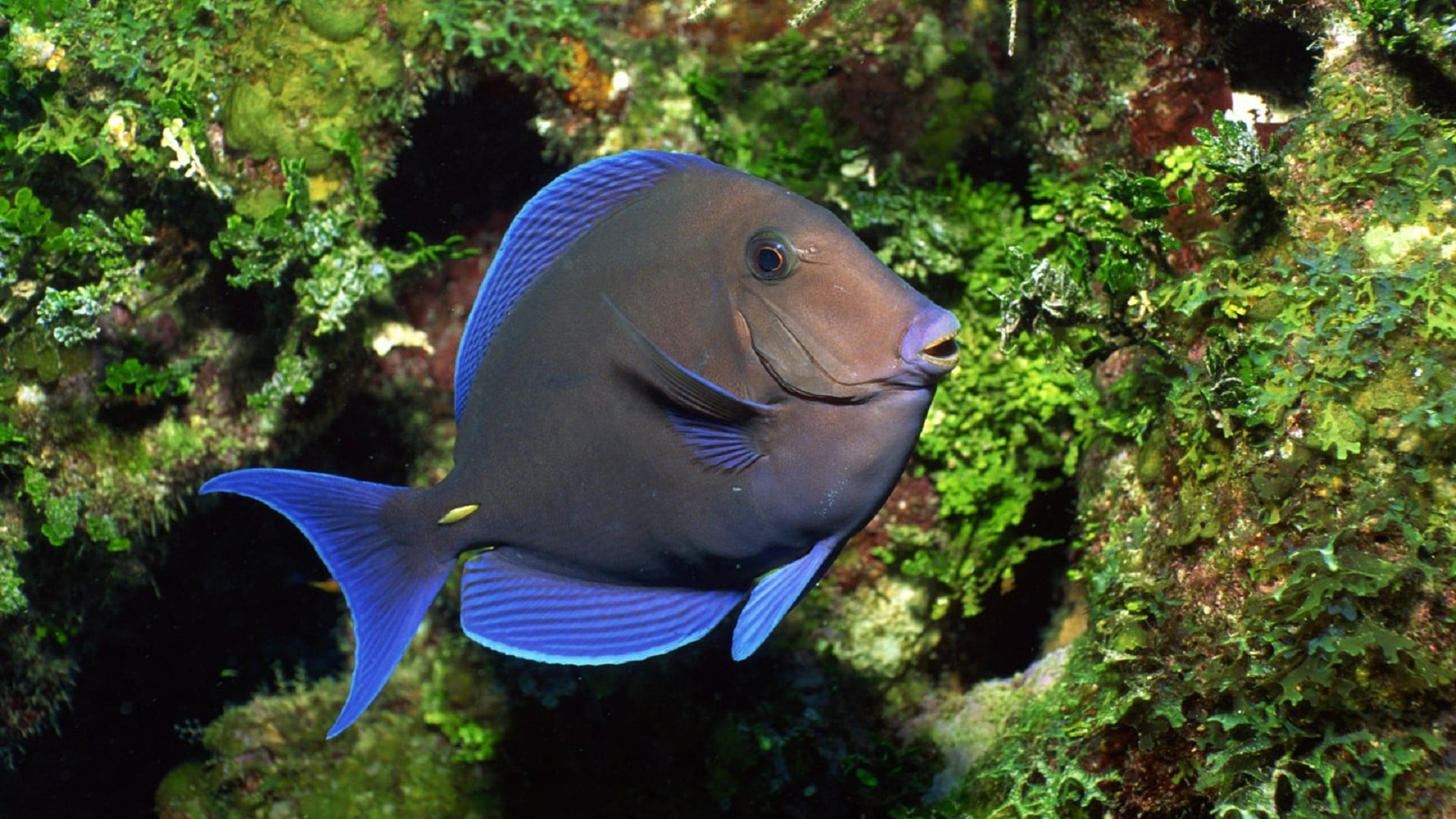 s, animal wildlife, blue, profile view, men, animal, water, fish, marine, one animal, coral, underwater, sea life, nature, 1080P, no people, undersea, HD Wallpaper