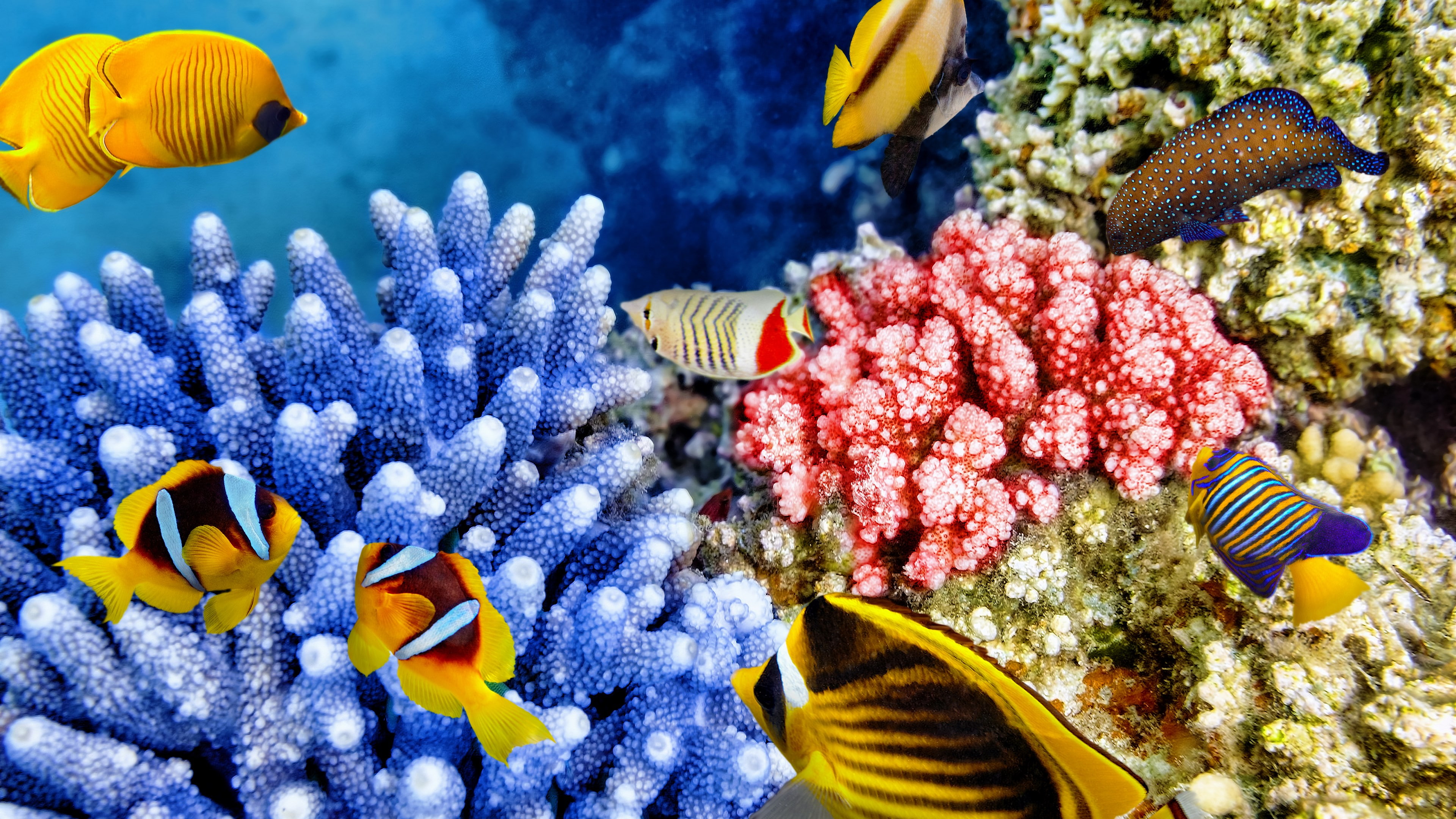 ecosystem, fish, animal, vertebrate, sea life, no people, animal themes, nature, invertebrate, cool coral reef picture, sea, animals in the wild, beauty in nature, HD Wallpaper