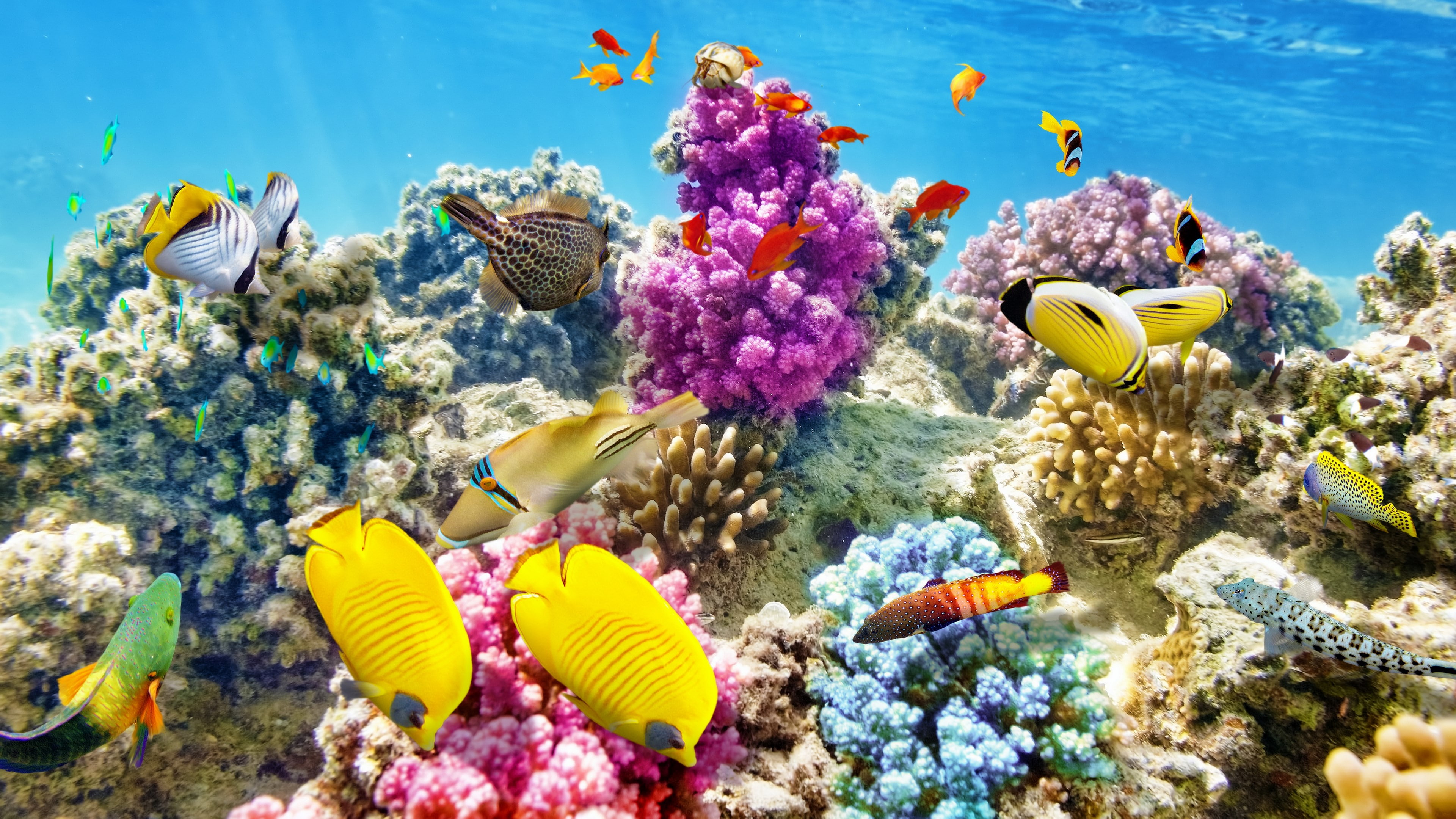 animal wildlife, nature, marine, underwater, group of animals, animals in the wild, animal themes, sea, 4K, no people, water, invertebrate, outdoors, swimming, HD Wallpaper
