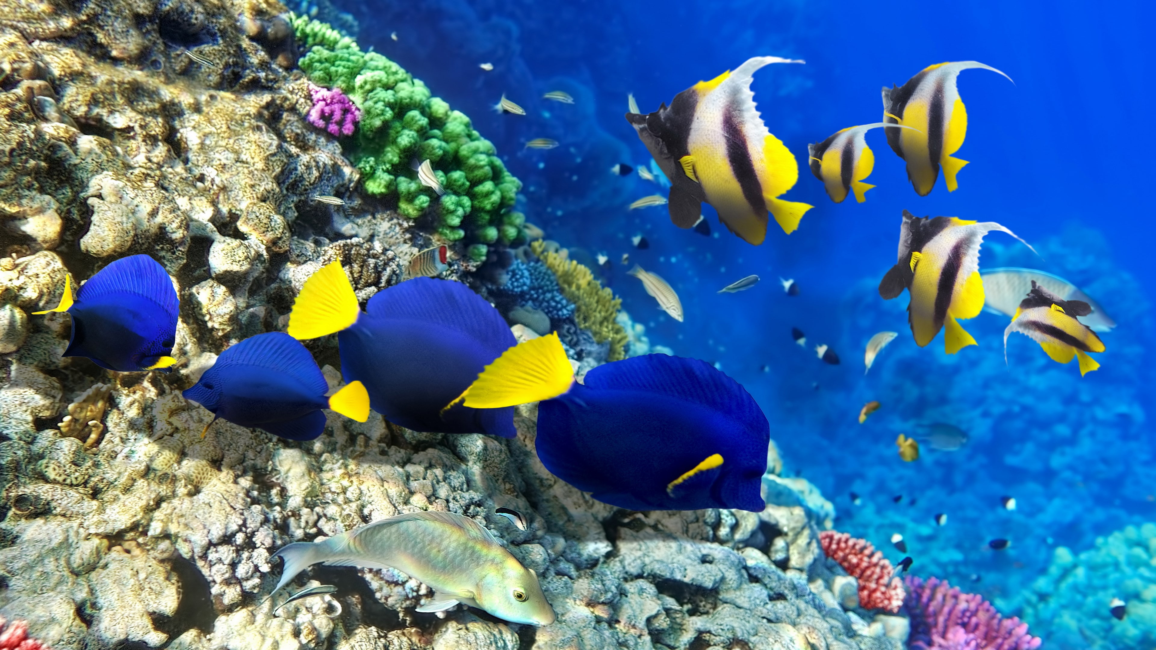 ecosystem, 4K, sea, coral, swimming, no people, animal wildlife, marine, animal, animals in the wild, beauty in nature, invertebrate, group of animals, HD Wallpaper