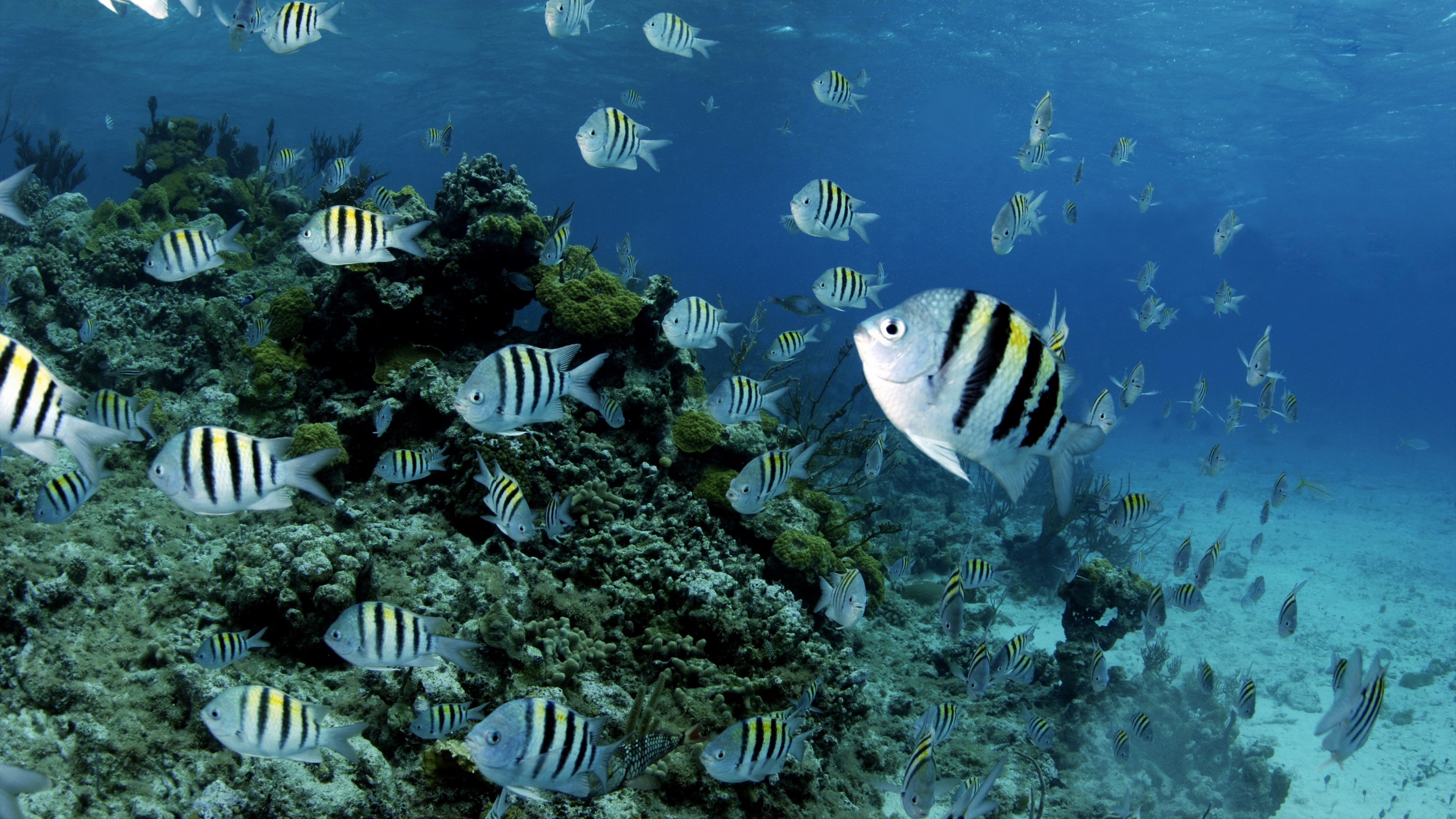 one animal, vertebrate, 4K, hd coral reef picture, sea, swimming, no people, water, underwater, coral, sea life, undersea, school of fish, animal, marine, HD Wallpaper