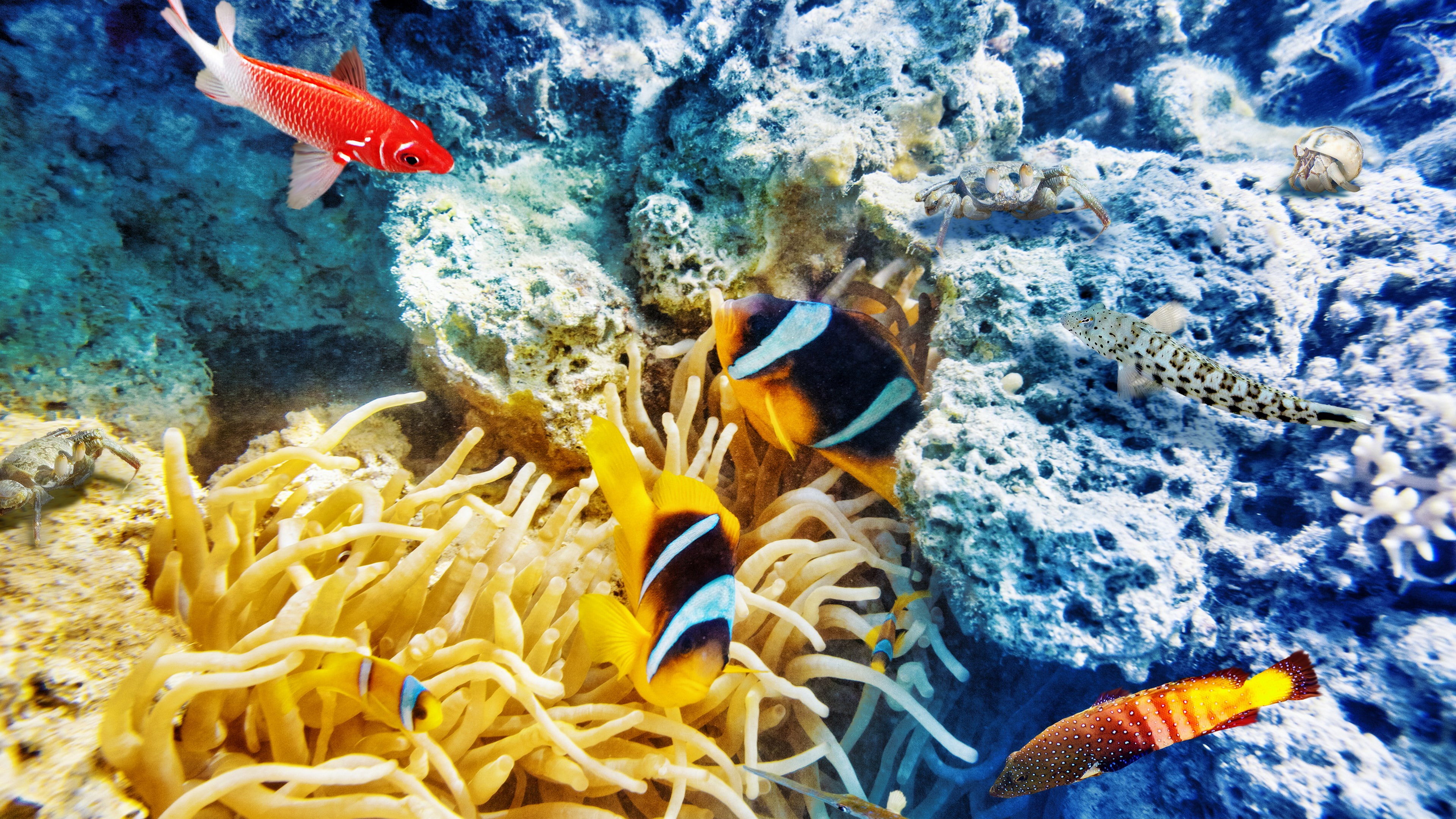 underwater, animals in the wild, vertebrate, invertebrate, no people, animal themes, swimming, 4K, fish, beauty in nature, water, nature, animal wildlife, HD Wallpaper
