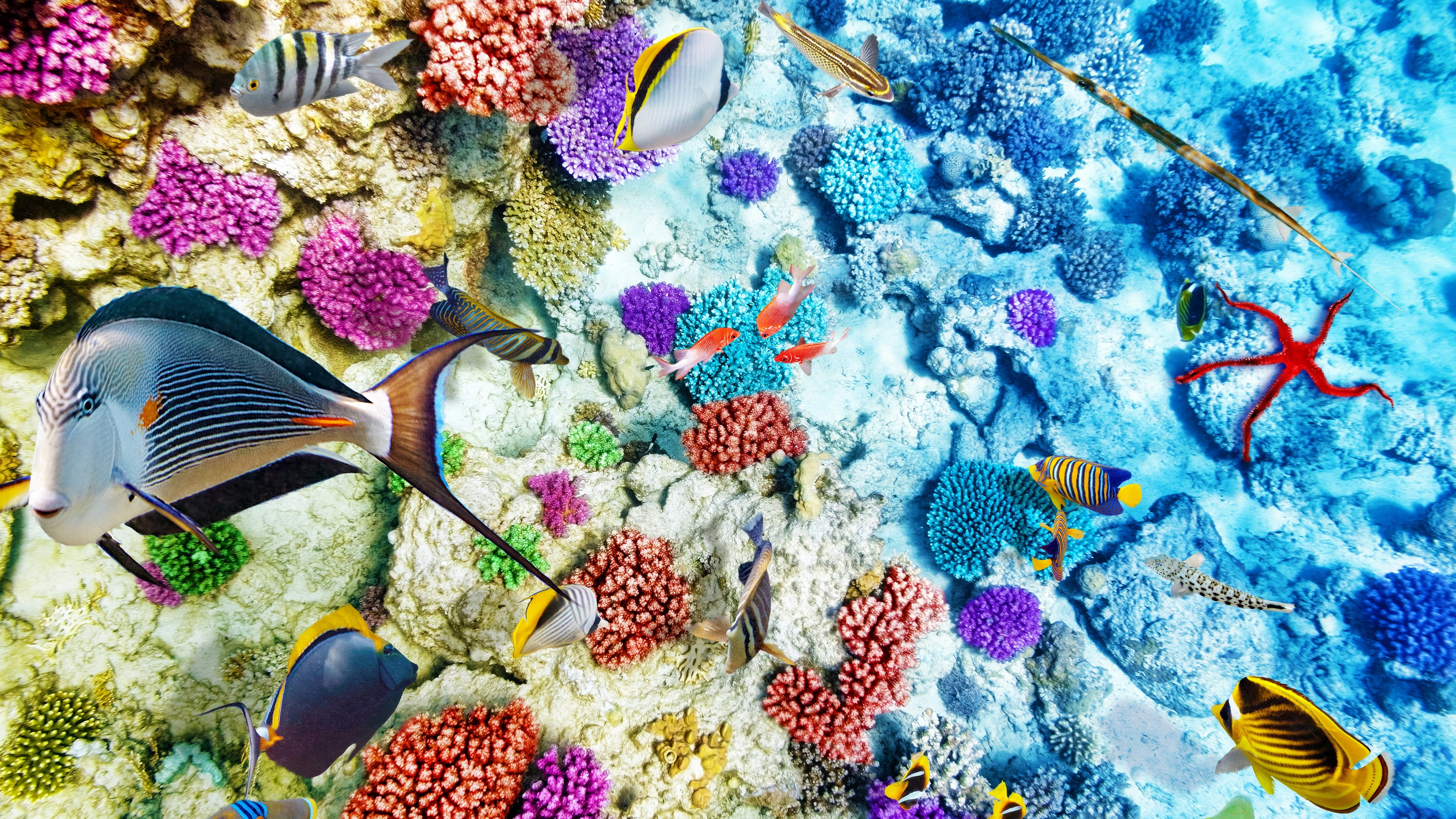 nature, beauty in nature, sea life, choice, underwater, coral, animals in the wild, multi colored, sea, undersea, no people, animal themes, fish, marine, HD Wallpaper