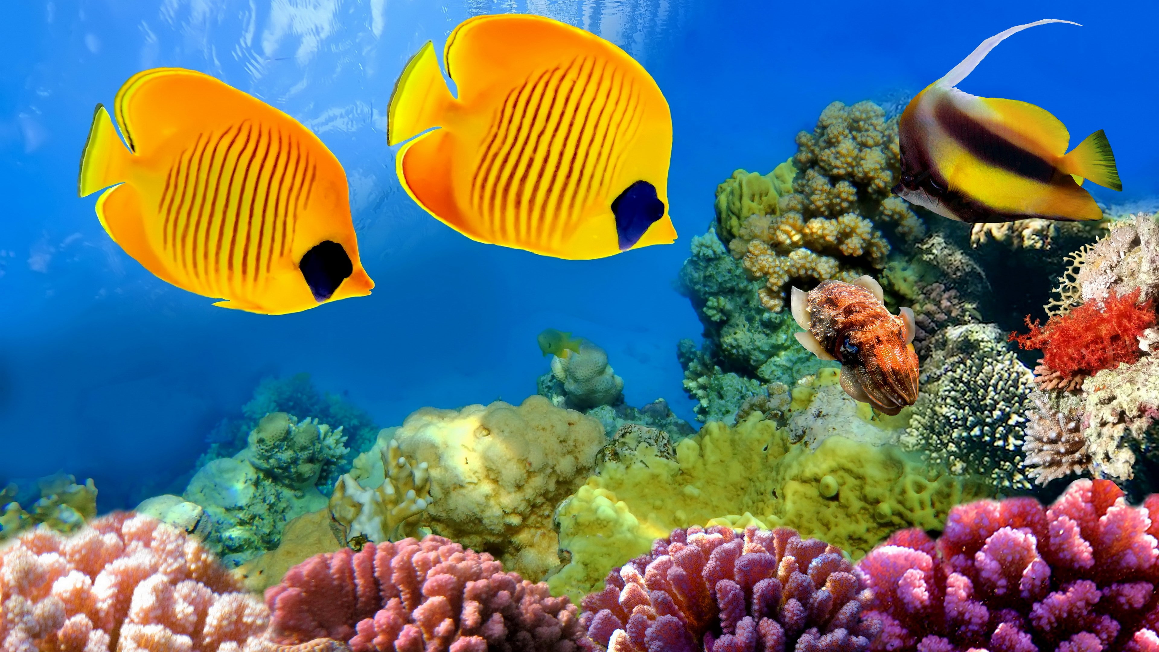 animal wildlife, reef, undersea, marine, coral, no people, animal themes, nature, animal, sea, invertebrate, underwater, 4K, sea life, fish, vertebrate, HD Wallpaper