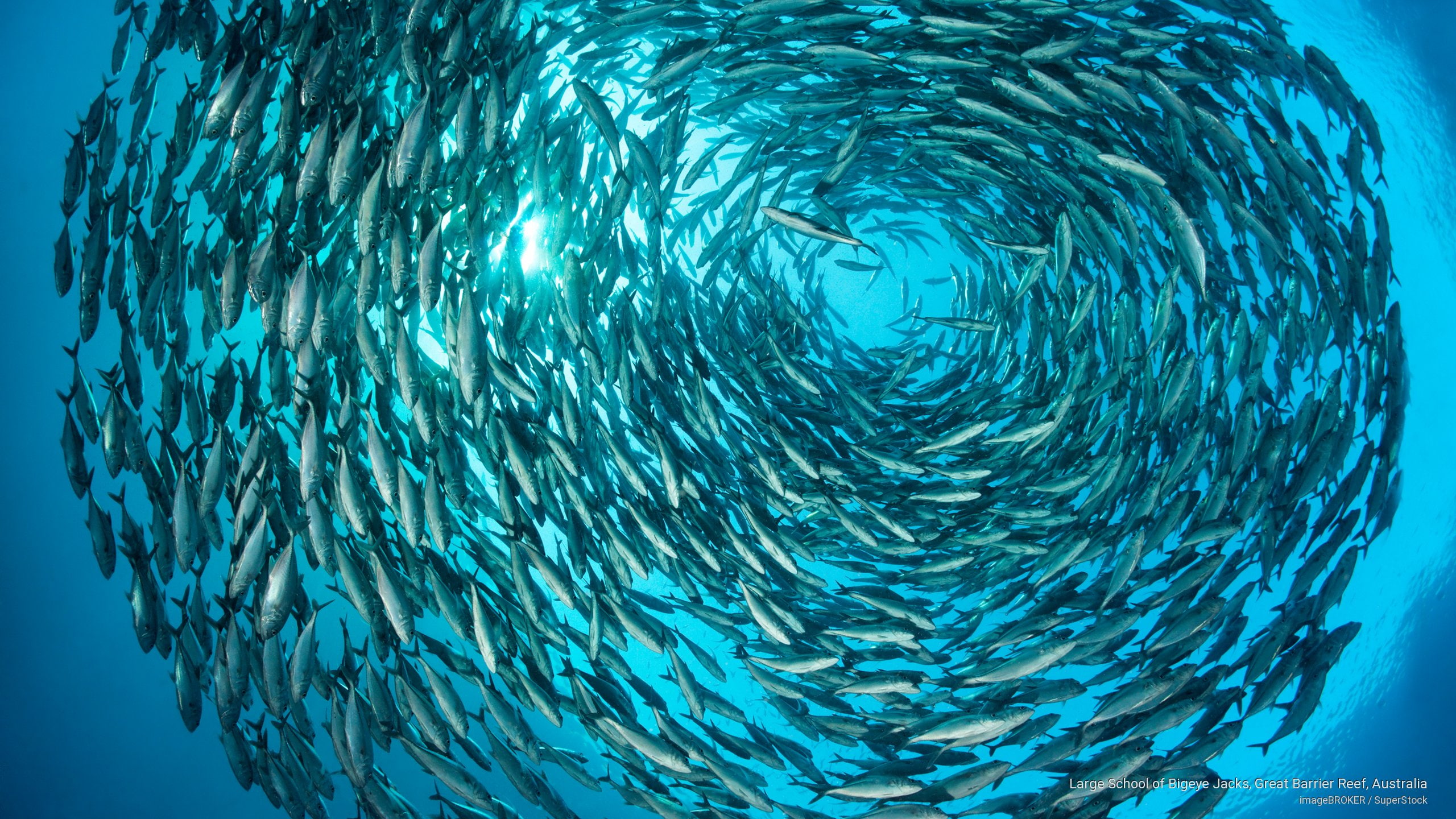 Ocean Life, barrier, bigeye, reef, jacks, australia, great, large, school, 2K, HD Wallpaper