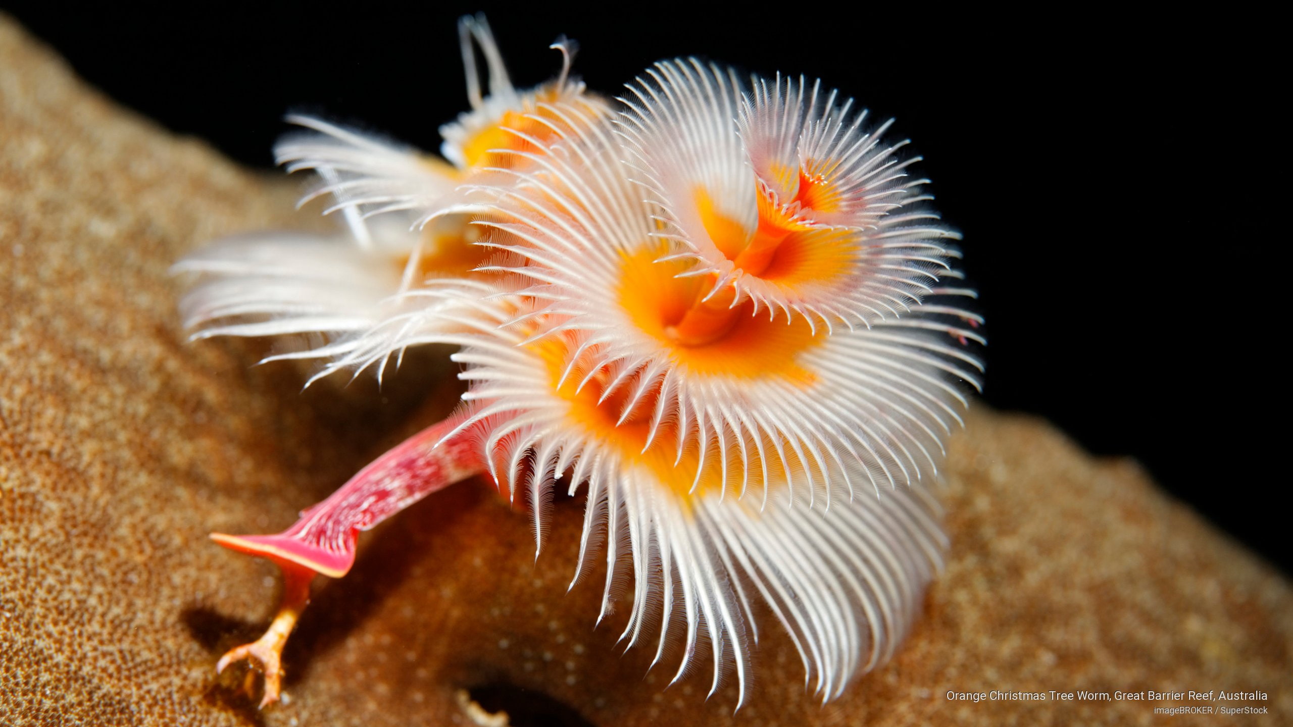 reef, 2K, tree, australia, barrier, great, Ocean Life, christmas, worm, orange, HD Wallpaper