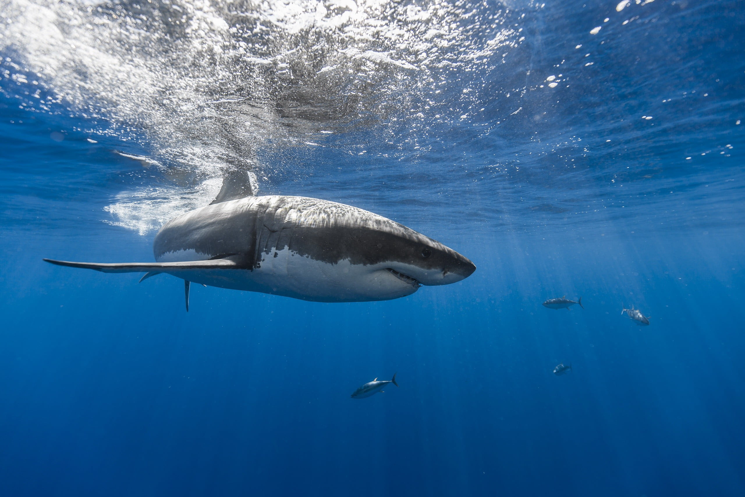 animals in the wild, body, animal, no people, vertebrate, blue, undersea, one animal, motion, shark, 2K, underwater, swimming, animals, sea, underwater diving, HD Wallpaper