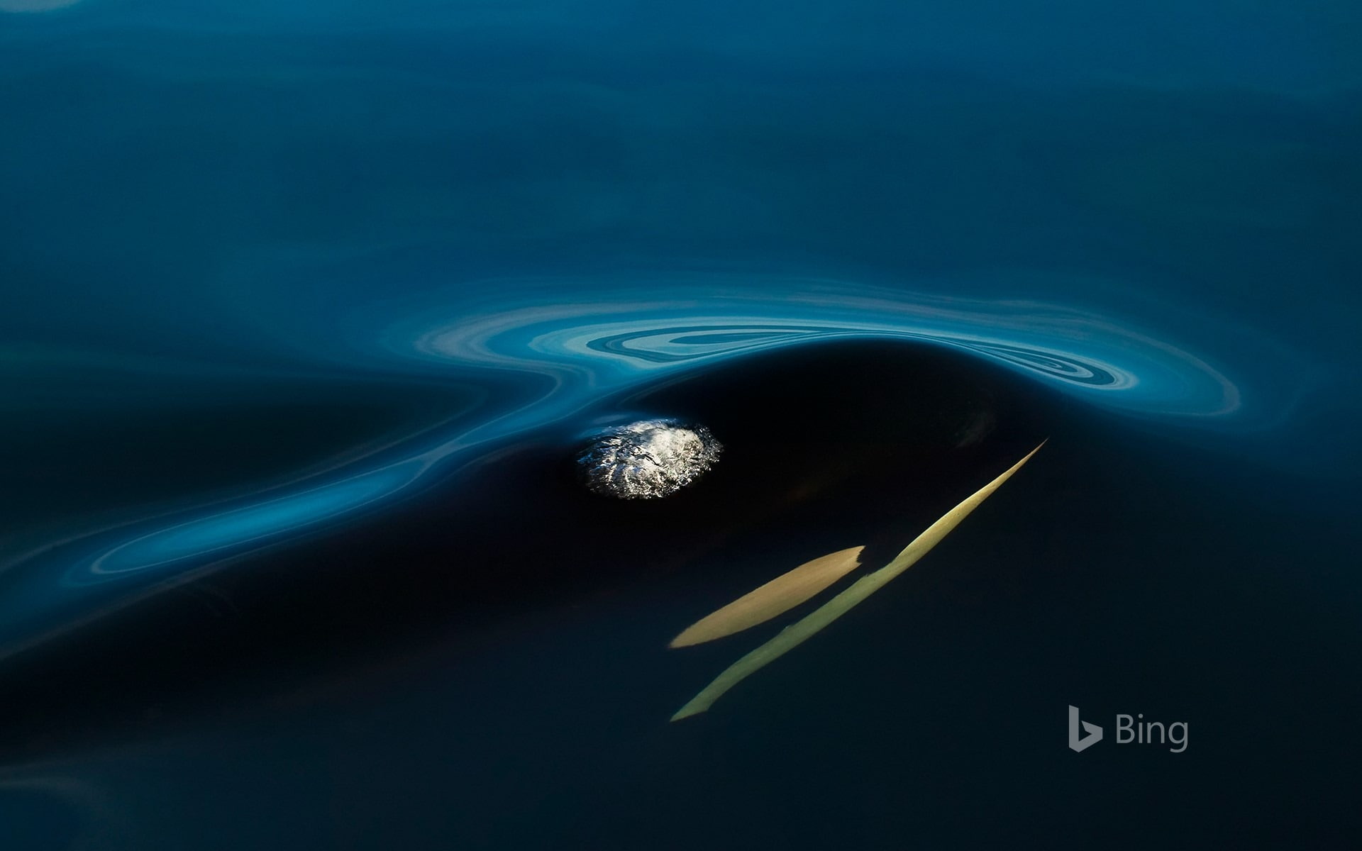colored background, water, bi, motion, sign, text, nature, island, outdoors, communication, emotion, close-up, planet - space, blue background, killer, HD Wallpaper