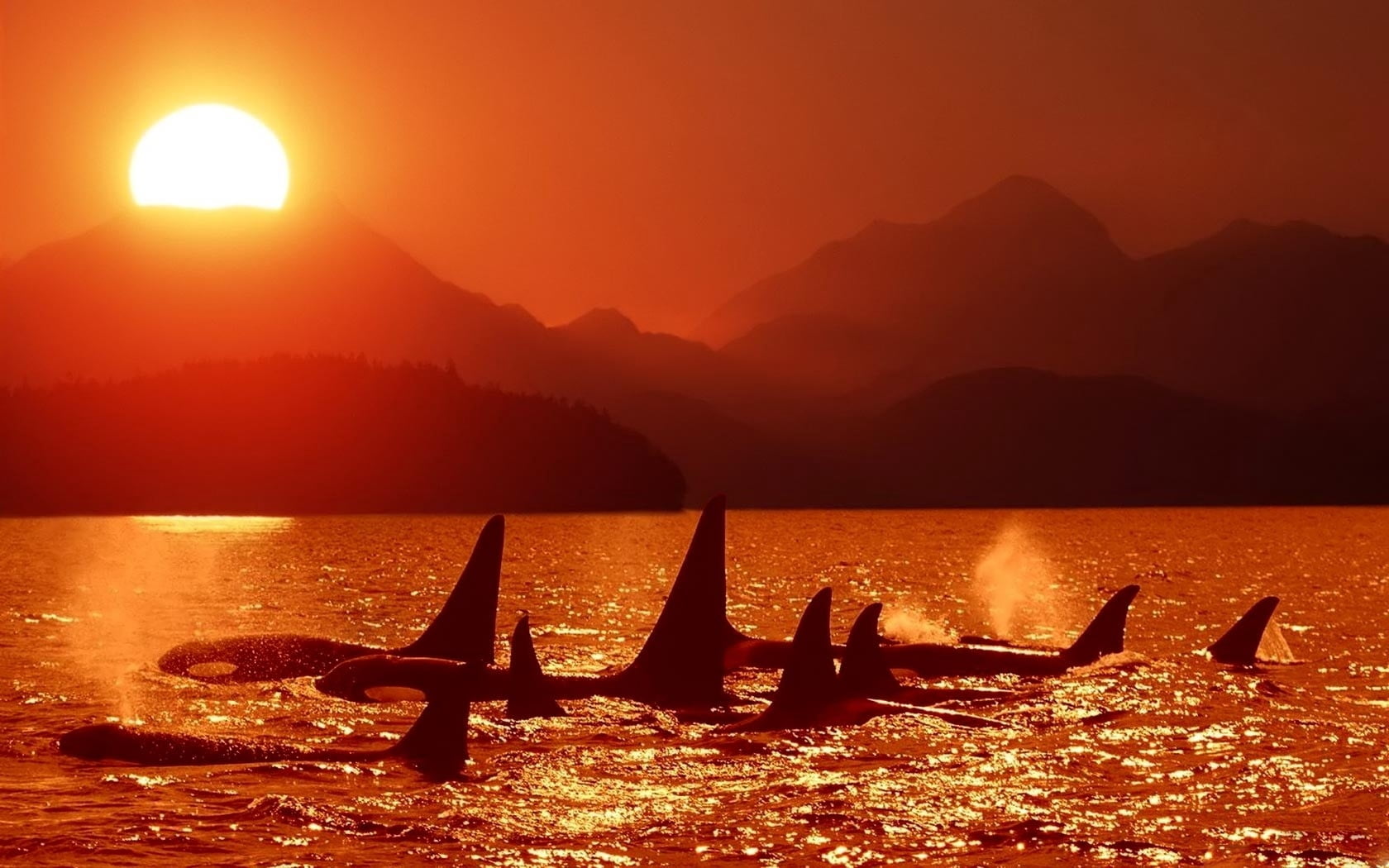 outdoors, back Lit, sky, lake, sun, tranquility, silhouette, golden, hour, summer, mountain range, sunlight, scenics, scenics - nature, no people, killer whales, HD Wallpaper