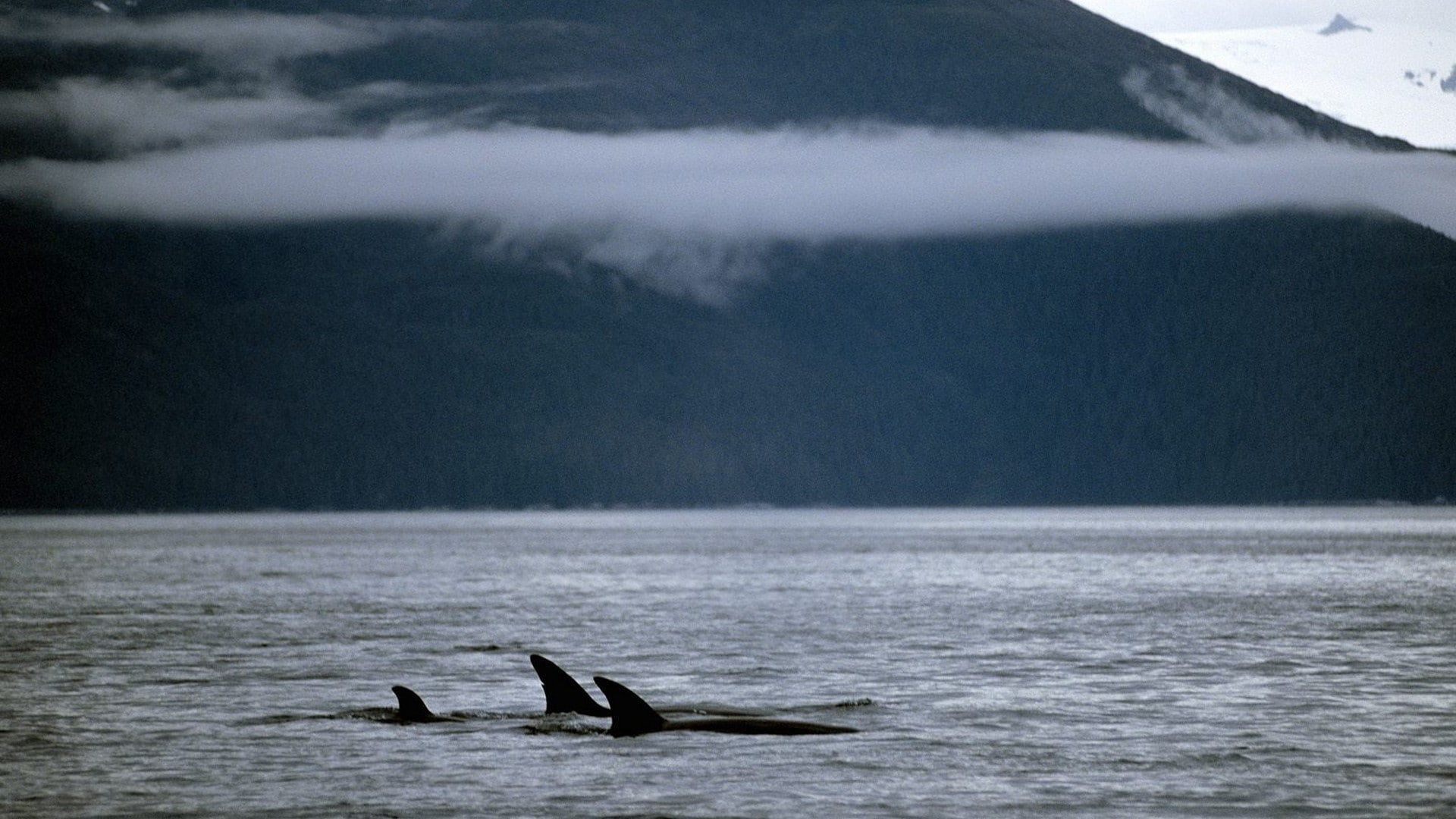 1080P, whales, killer, family, fish, lakes, HD Wallpaper
