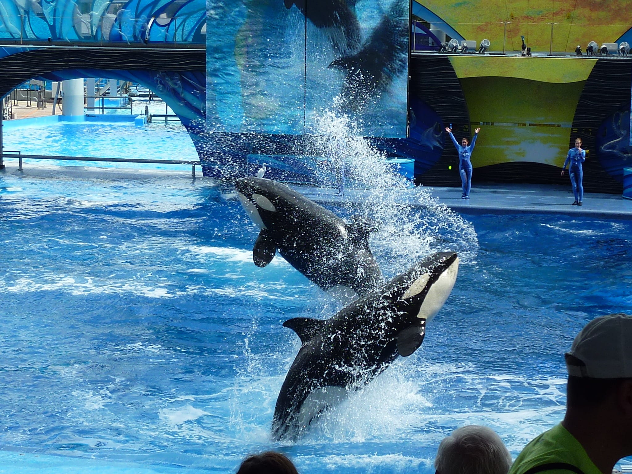 1080P, nature, whale show, killer whale, underwater, splash, splashing, two, swimming pool, swim, swimming, sea, seaworld, jump, aquatic mammal, vertebrate, HD Wallpaper