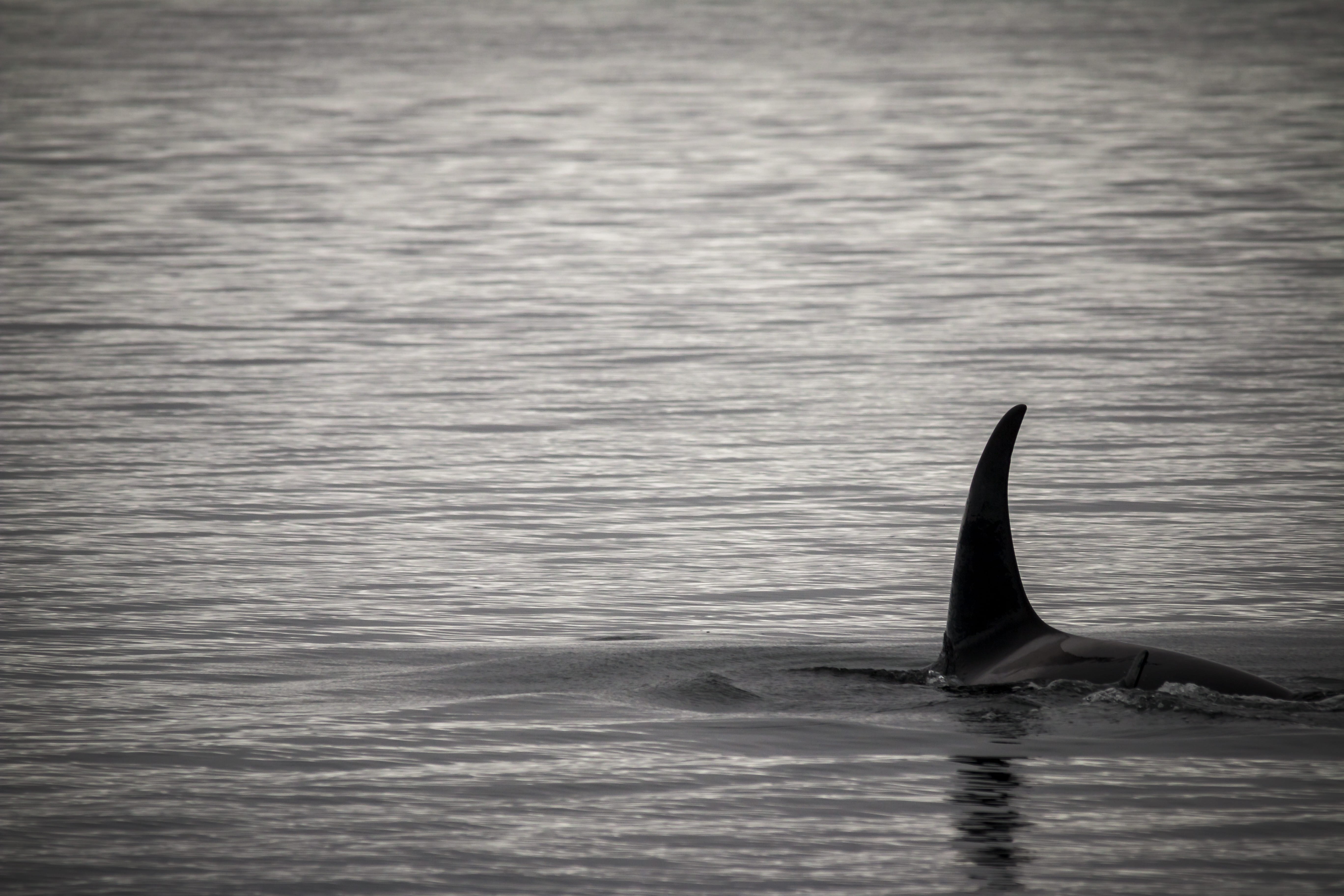 no people, killer whale, animal wildlife, water, 5K, waterfront, fin, marine, animals in the wild, whale, outdoors, united states, aquatic mammal, animal, HD Wallpaper