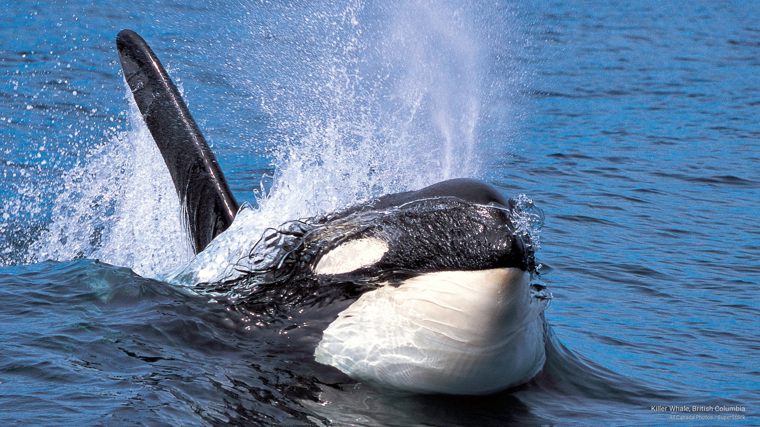 killer, british, 2K, columbia, whale, Ocean Life, HD Wallpaper