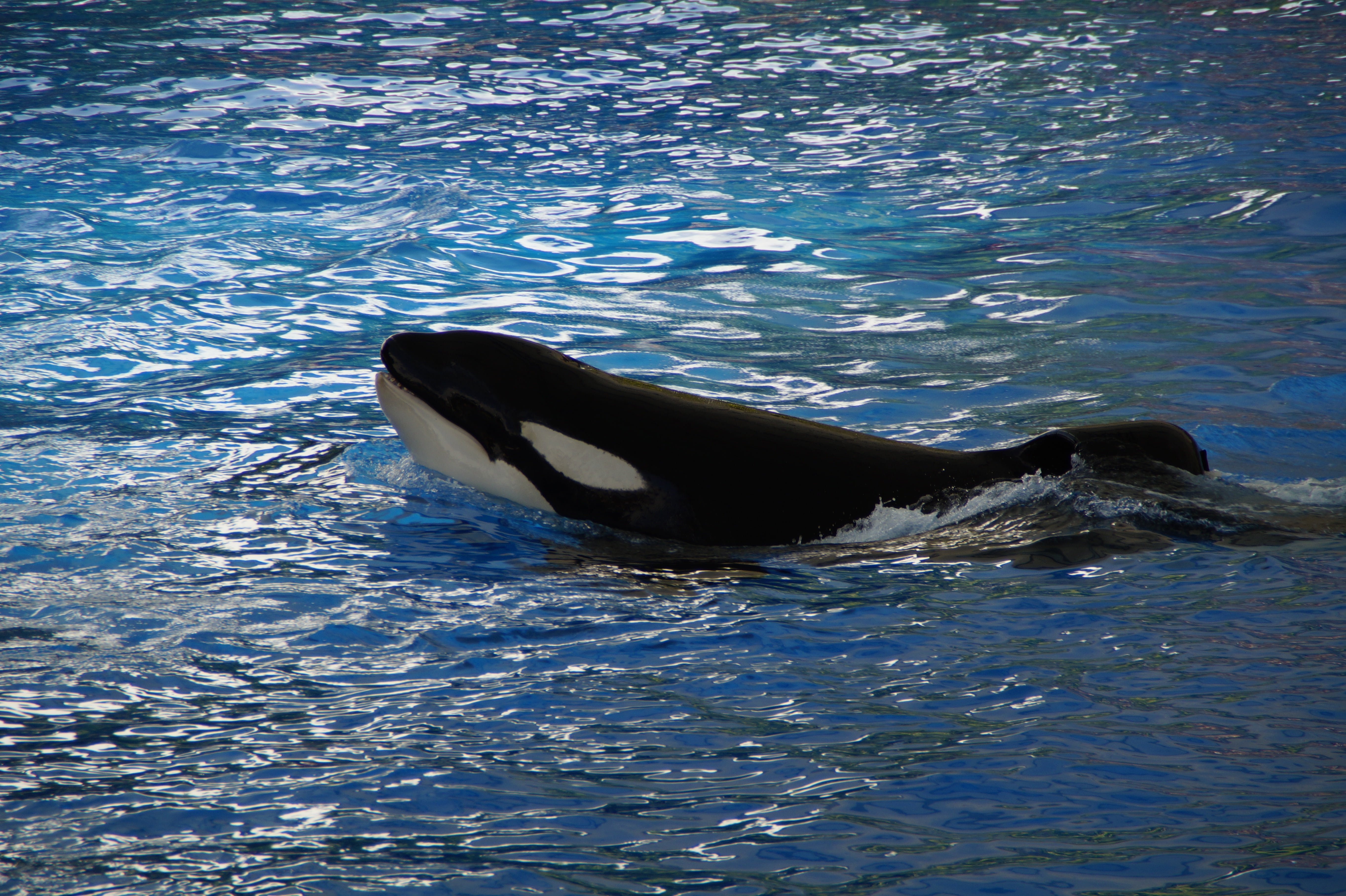 orca, head, wal, foot, rippled, snout, shiny, 5K, blue, aquatic mammal, marine mammals, orka, swim, animal wildlife, sea mammal, underwater, nature, animals in the wild, HD Wallpaper