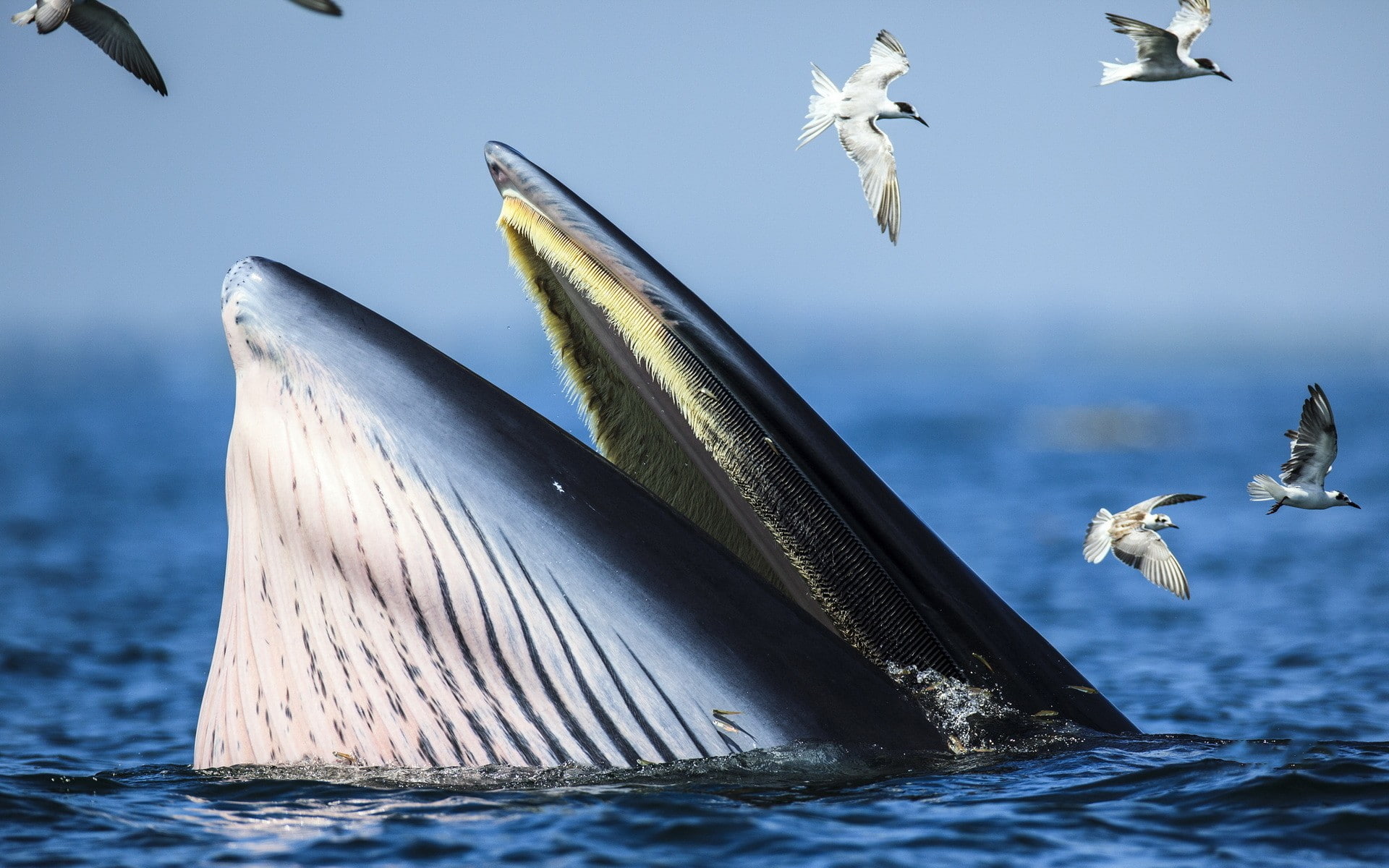 1080P, animals, birds, whale, sea, HD Wallpaper