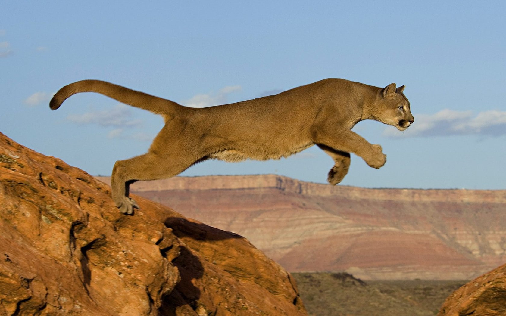 mountain, hd, animals, 720P, jump, cougar, lion, HD Wallpaper