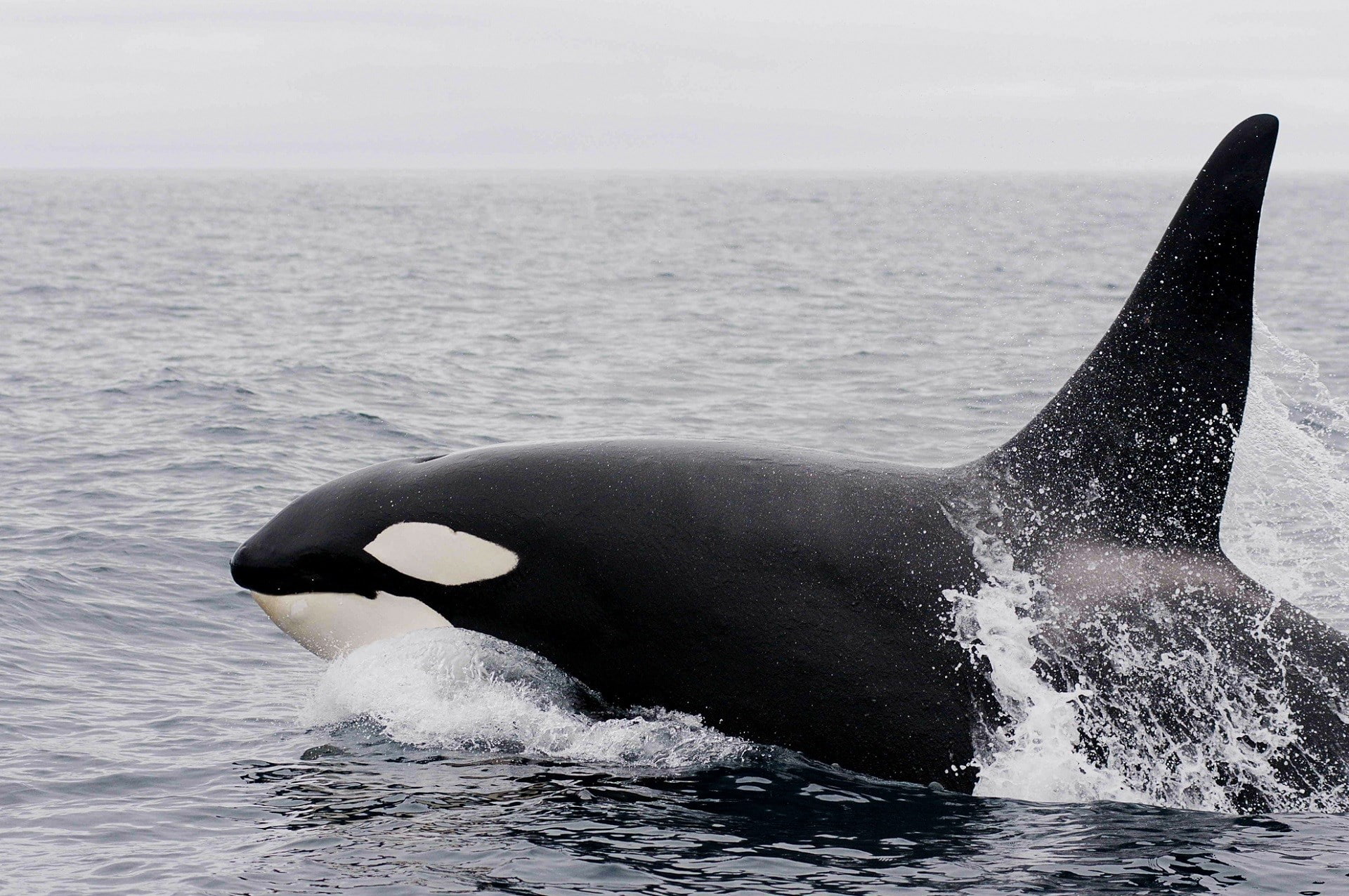 1080P, orca, HD Wallpaper