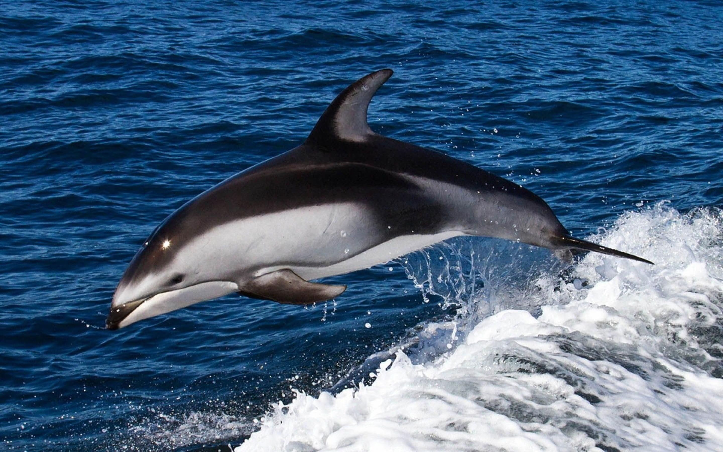 delfin, mar, animales, salto, 2K, HD Wallpaper
