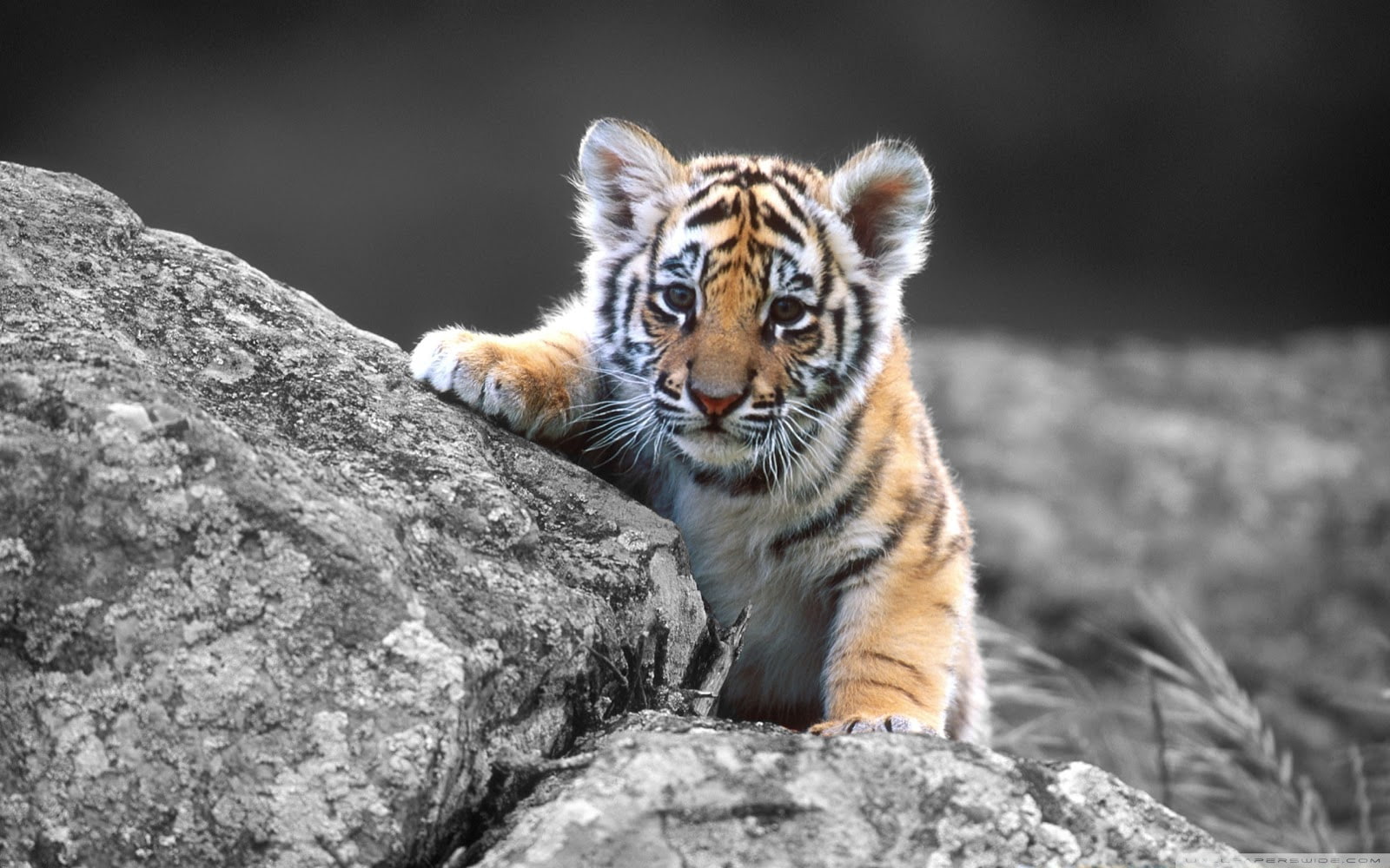 felino, cachorro, animales, 720P, tigre, HD Wallpaper