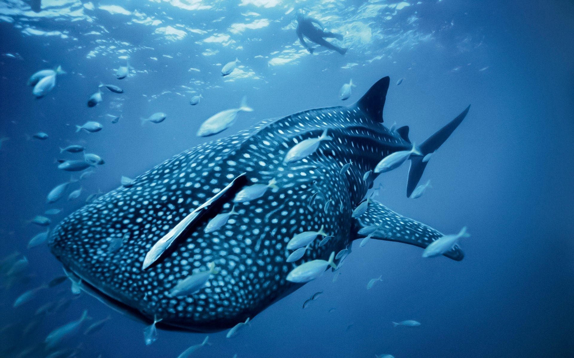 ballena, Tiburon, Piloto, 1080P, peces, HD Wallpaper