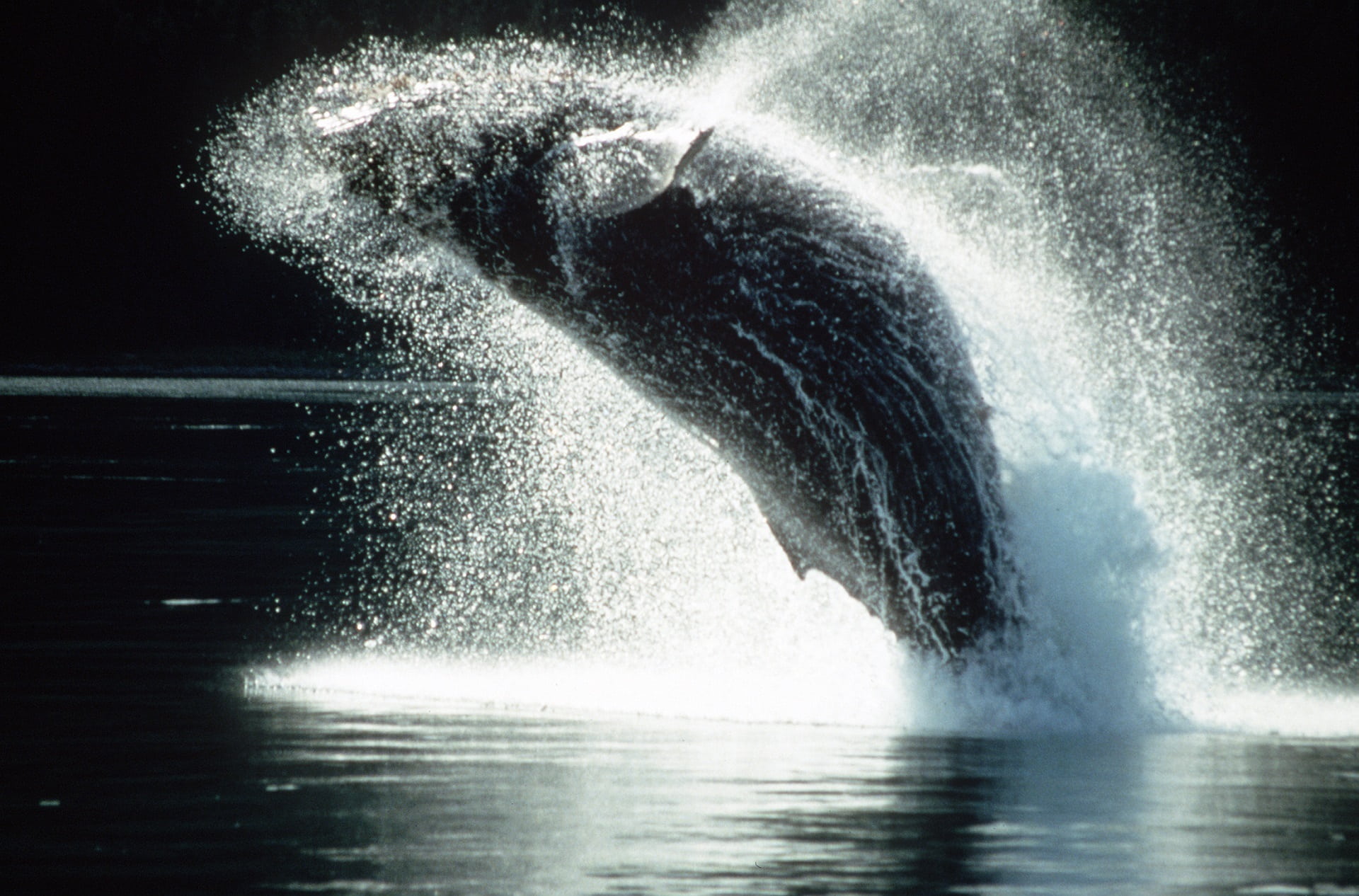underwater, water, no people, animal wildlife, jumping, motion, nature, humpback whale, one animal, animal themes, spray, whale, cetacean, wave, 1080P, HD Wallpaper