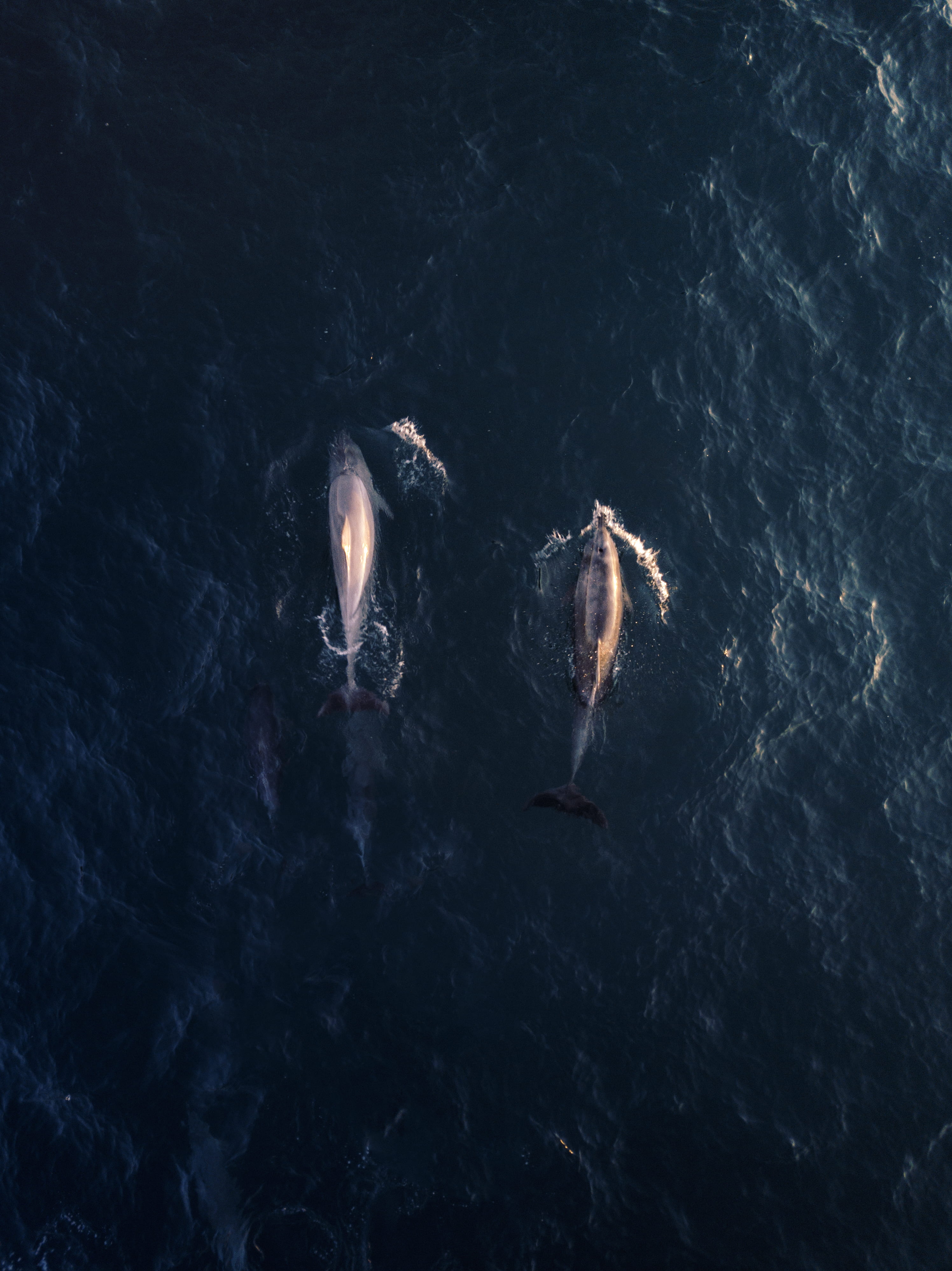 animal, daytime, dolphins, no people, high angle view, animal wildlife, swimming, sea life, ocean, 4K, whale, outdoors, one animal, marine, two, day, view, Phone HD Wallpaper