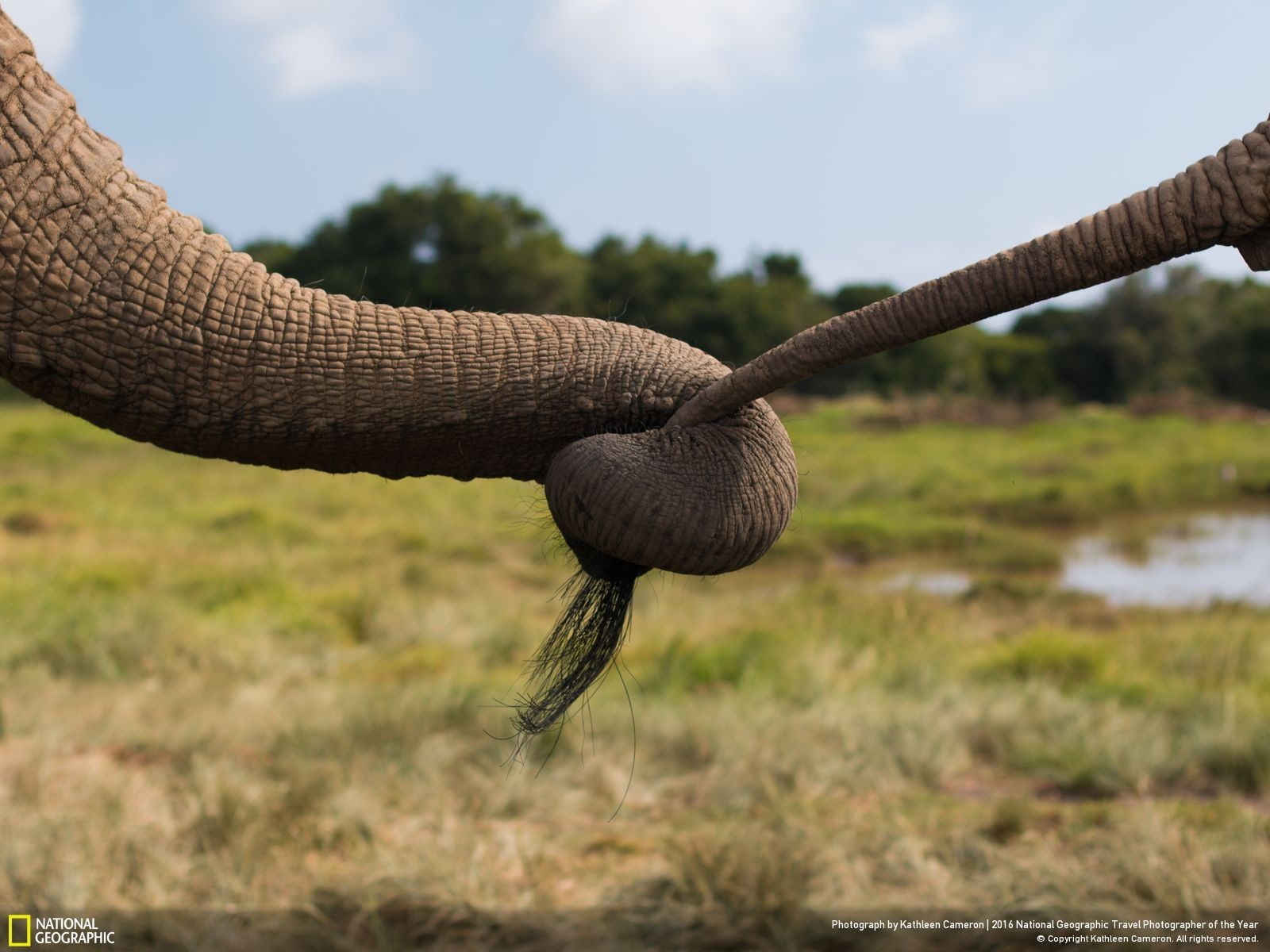 elephant, National Geographic, 720P, animals, HD Wallpaper