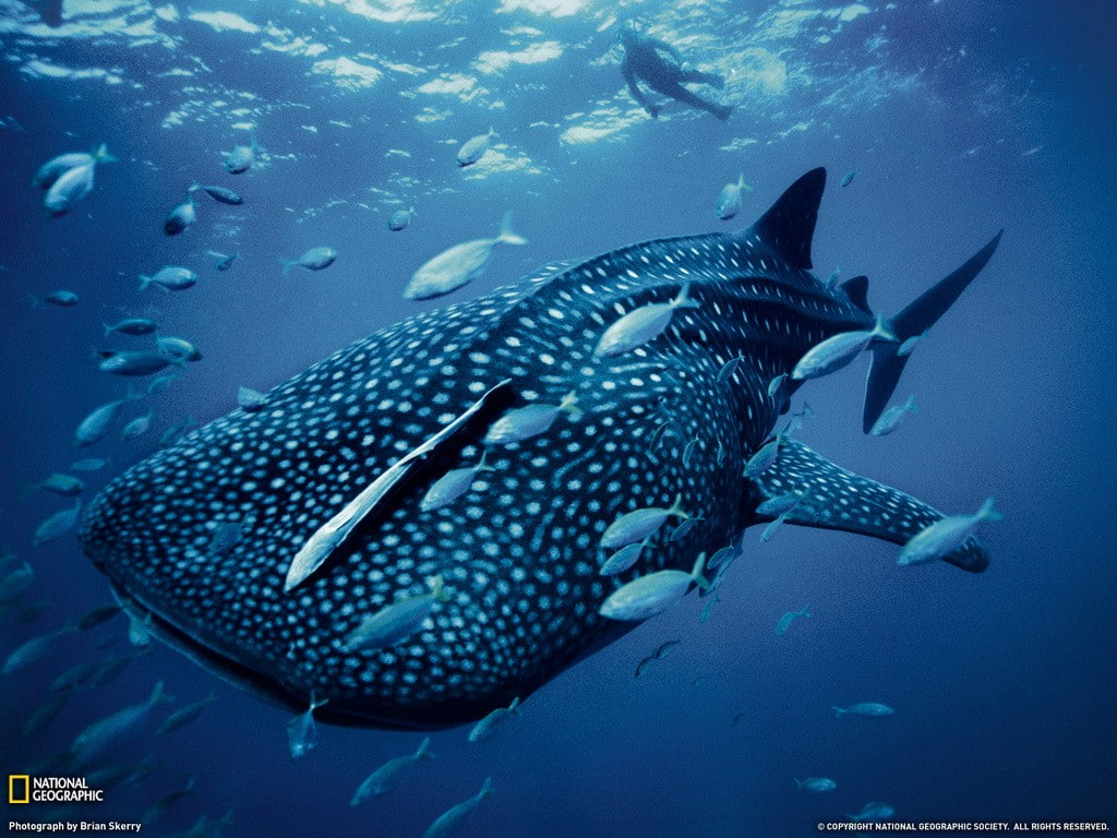 animal themes, animal wildlife, vertebrate, swimming, animal, animals in the wild, whale shark, National Geographic, underwater, shark, water, fish, sea life, HD Wallpaper