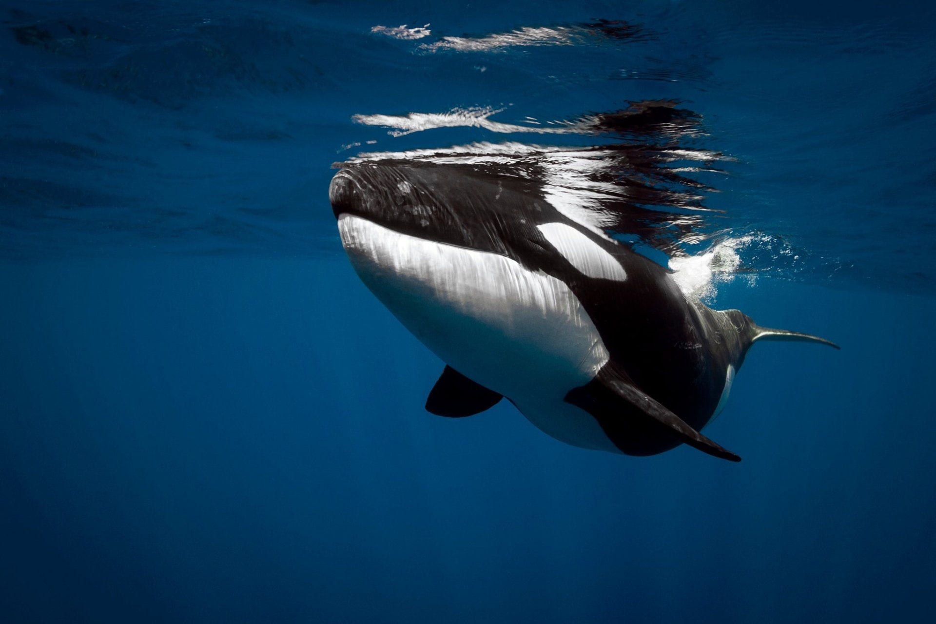 Sea Life, no people, one animal, outdoors, animals in the wild, Underwater, animal wildlife, undersea, aquatic mammal, tail fin, swimming, nature, mammal, HD Wallpaper