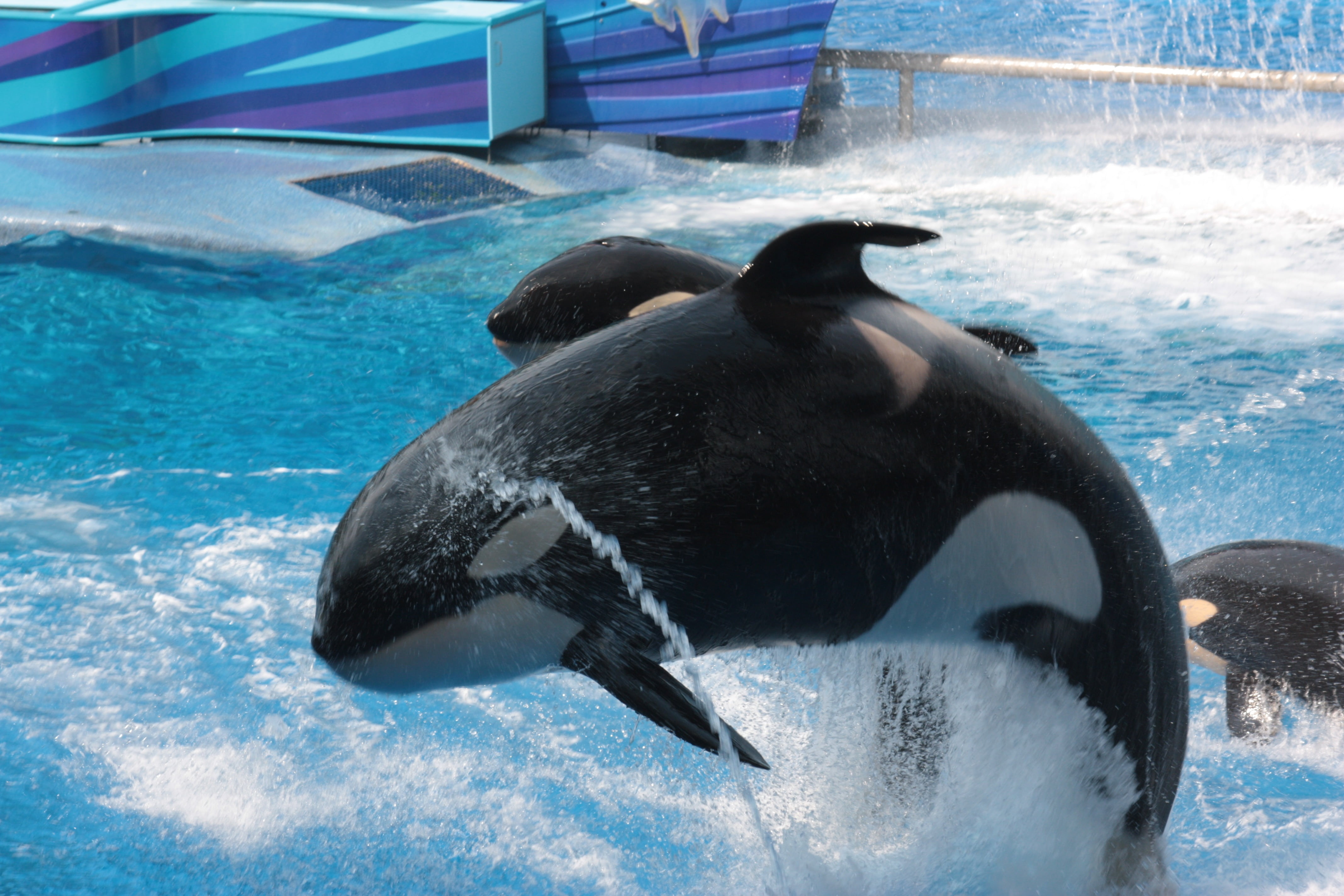 one animal, vertebrate, underwater, marine, animal themes, pool, black, willi, water, outdoors, animals in the wild, 4K, day, orca, mammal, florida, sea, HD Wallpaper