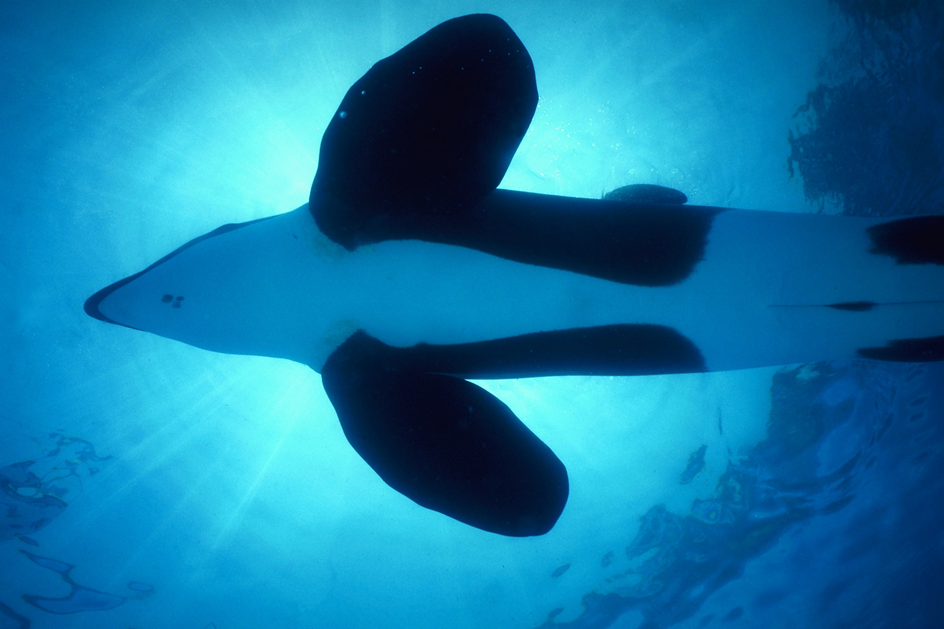 2K, nature, orca, underwater, hd, water, animals, sea, x, dolphins, whales, art, HD Wallpaper
