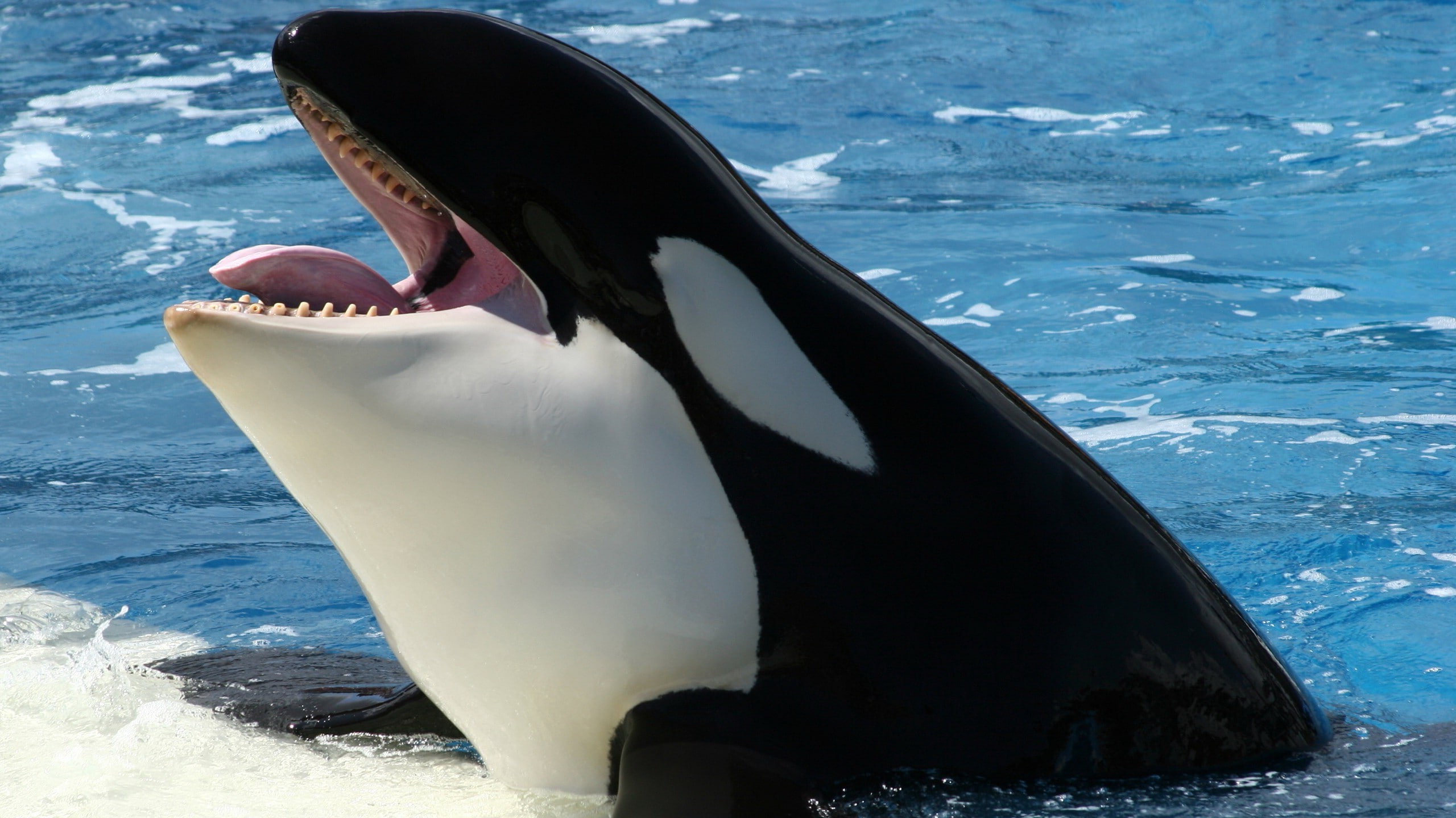2K, Orca, Whale, HD Wallpaper