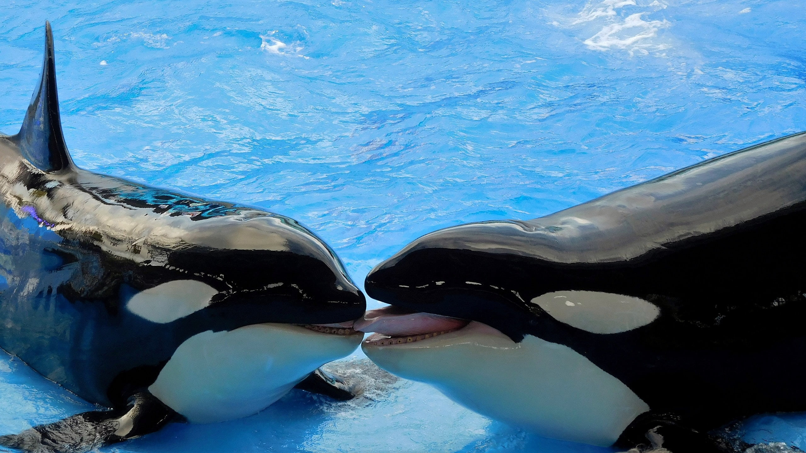 piscina, 2K, orcas, animales, HD Wallpaper