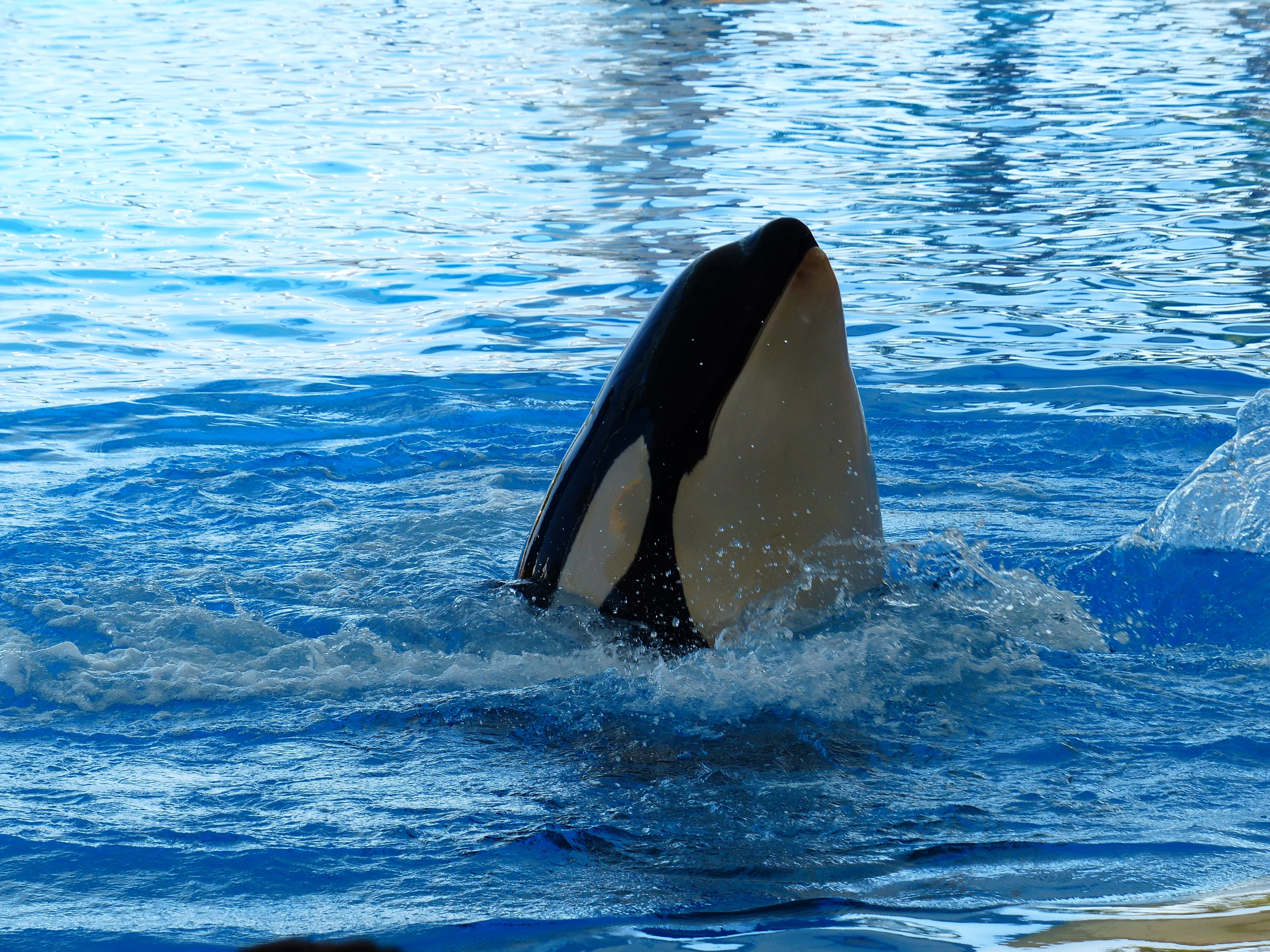 marine, swimming, showing, orca, mammal, fin, orka, sea life, animal, outdoors, wal, water, animal themes, swimming pool, one animal, animal wildlife, animals in the wild, HD Wallpaper