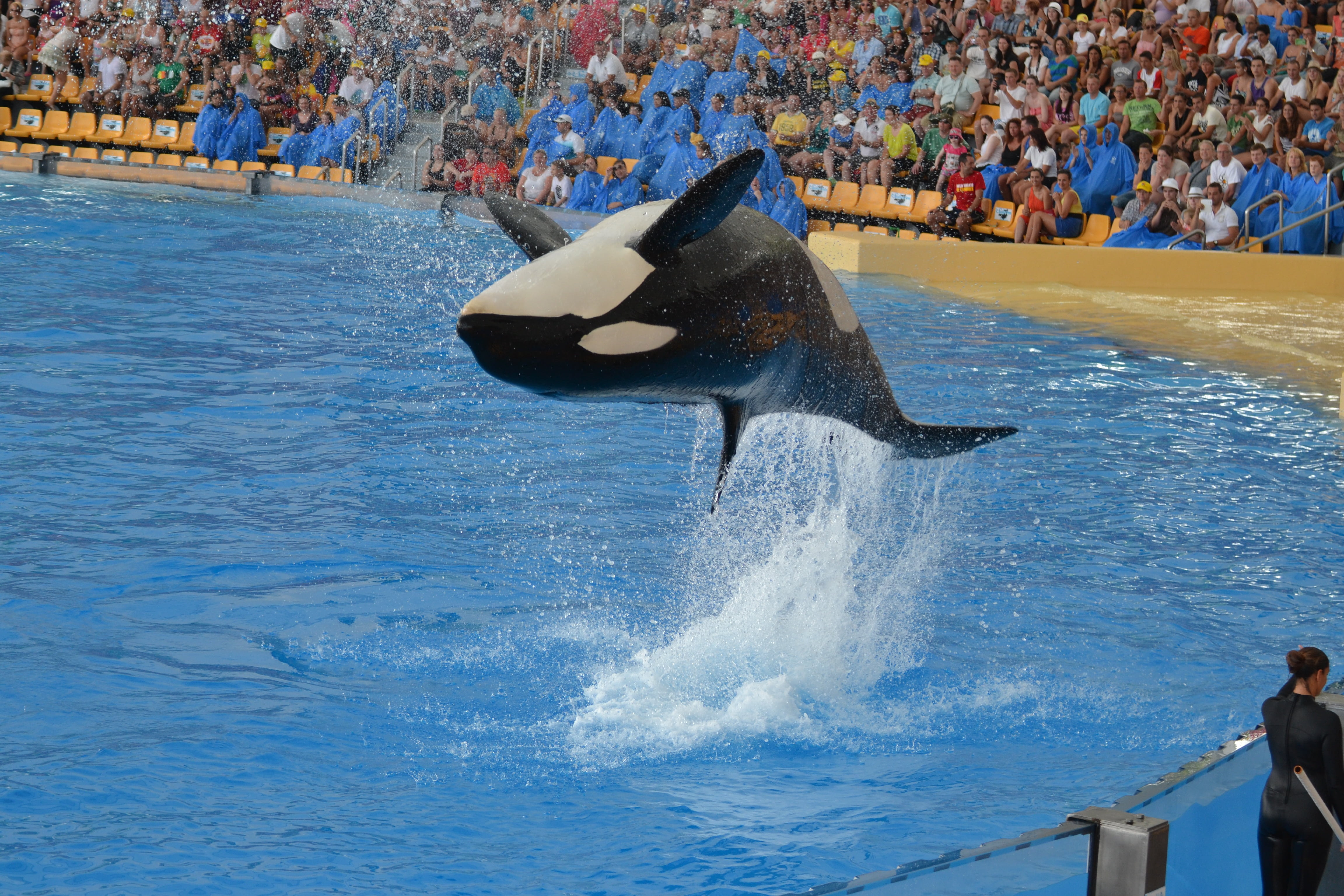 motion, show, crowd, lifestyles, real people, sport, splashing, aquatic mammal, 4K, group of people, performance, animal wildlife, water, jump, marine, HD Wallpaper
