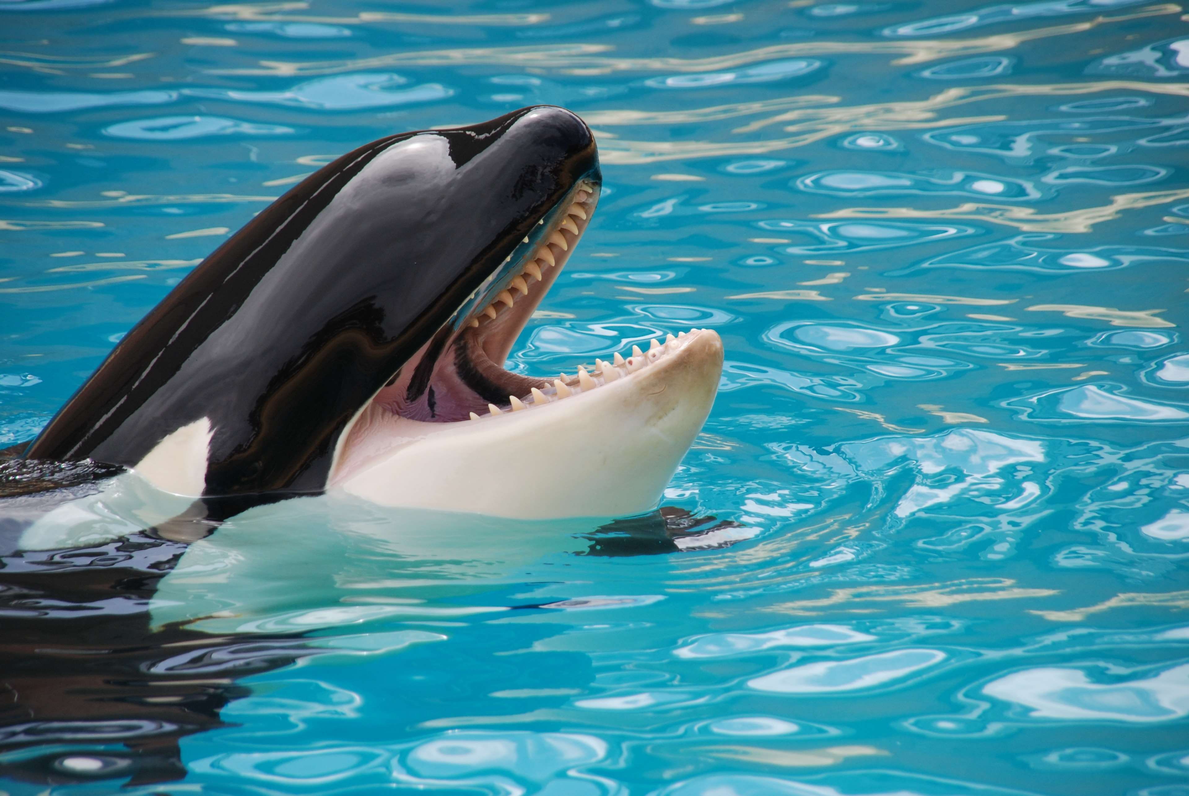 4K, nature, no people, animal themes, zoo, animals in the wild, animal body part, mouth open, underwater, mammal, swimming, mouth, aquarium, outdoors, HD Wallpaper