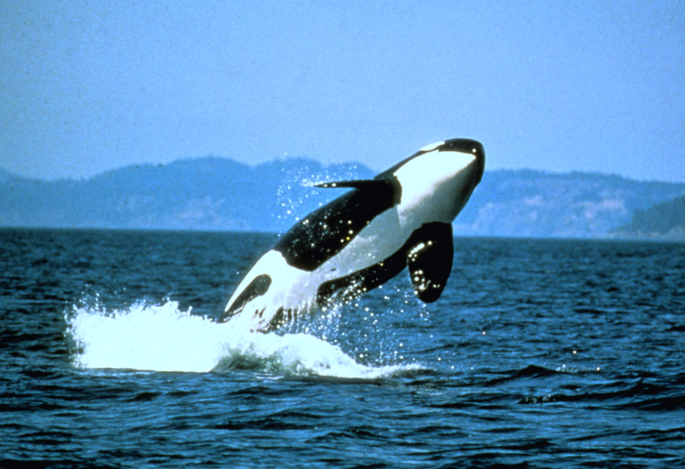 white, 2K, body, NOAA, black and white, water, body of water, black, photo, sea, whale, orca, nature, pacific Ocean, HD Wallpaper