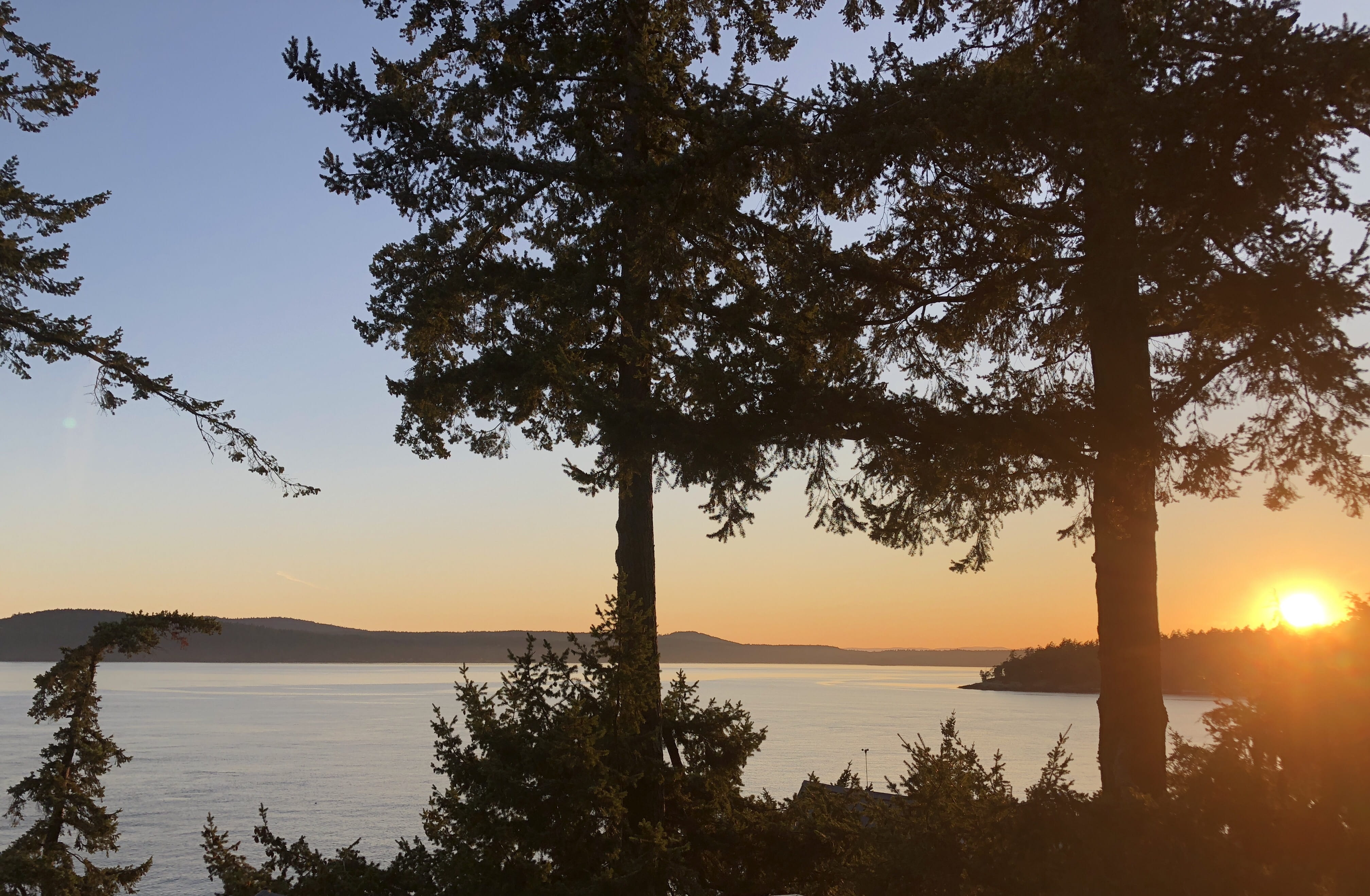 idyllic, tranquil scene, plant, water, tranquility, sun, friday harbor, growth, outdoors, united states, tree, silhouette, no people, reflection, 4K, sky, HD Wallpaper