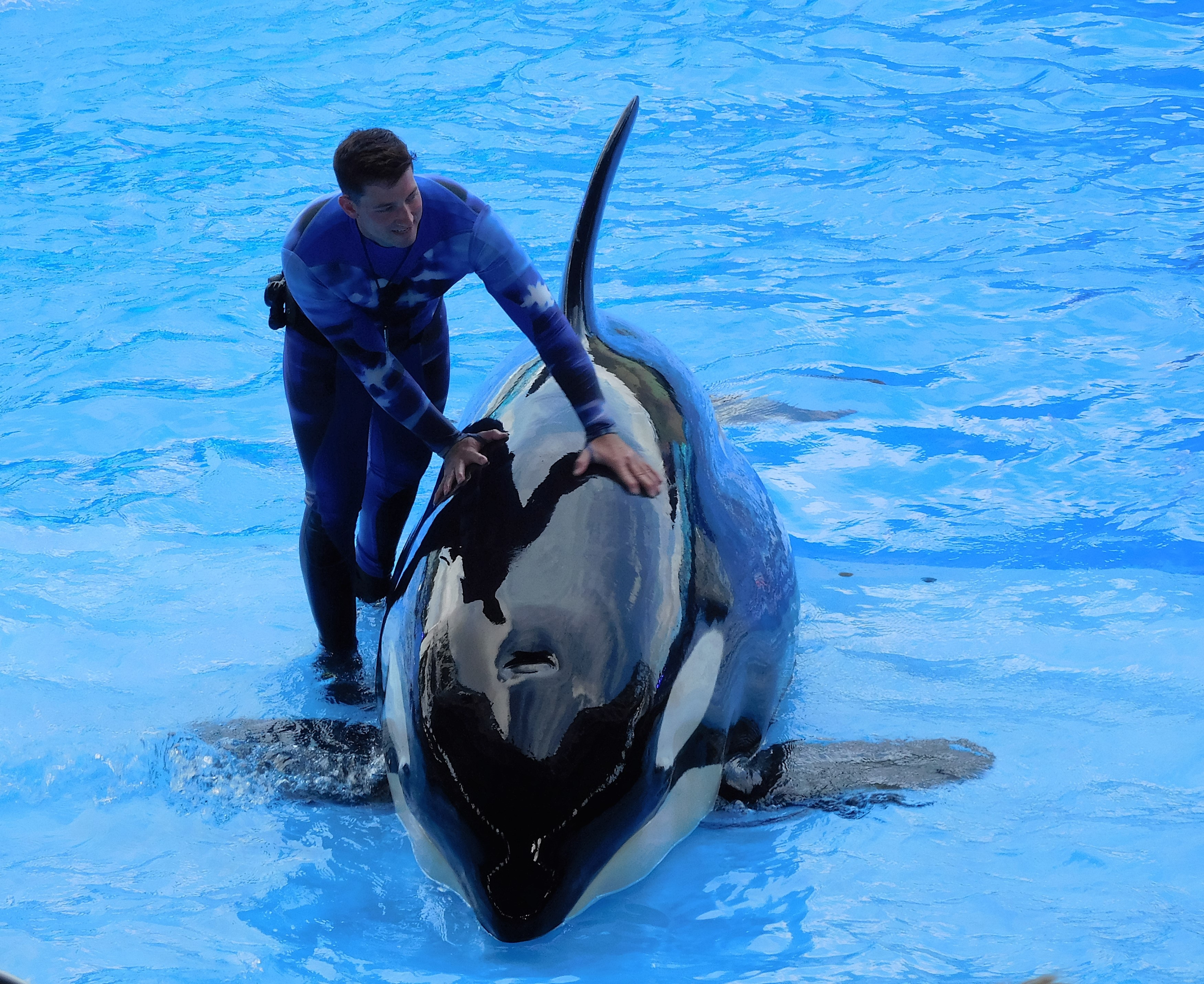 animals in the wild, leisure activity, seaworld, water, animal wildlife, full length, real people, marine, 2K, vertebrate, blue, swimming pool, one animal, HD Wallpaper