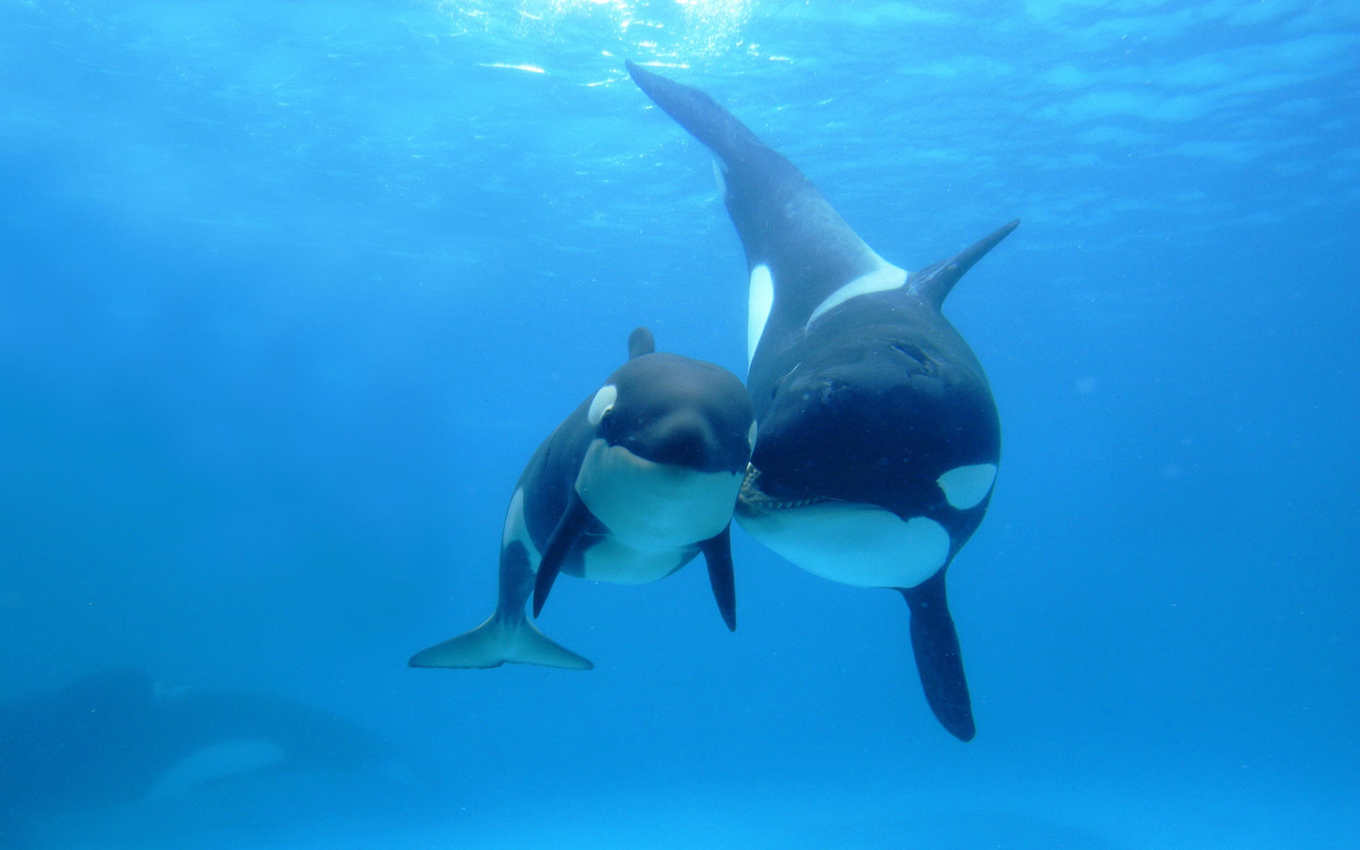 animal, animals In The Wild, 1080P, aquatic Mammal, wildlife, turquoise colored, group of animals, blue, fish, underwater, black, Orcas, outdoors, the ocean, HD Wallpaper