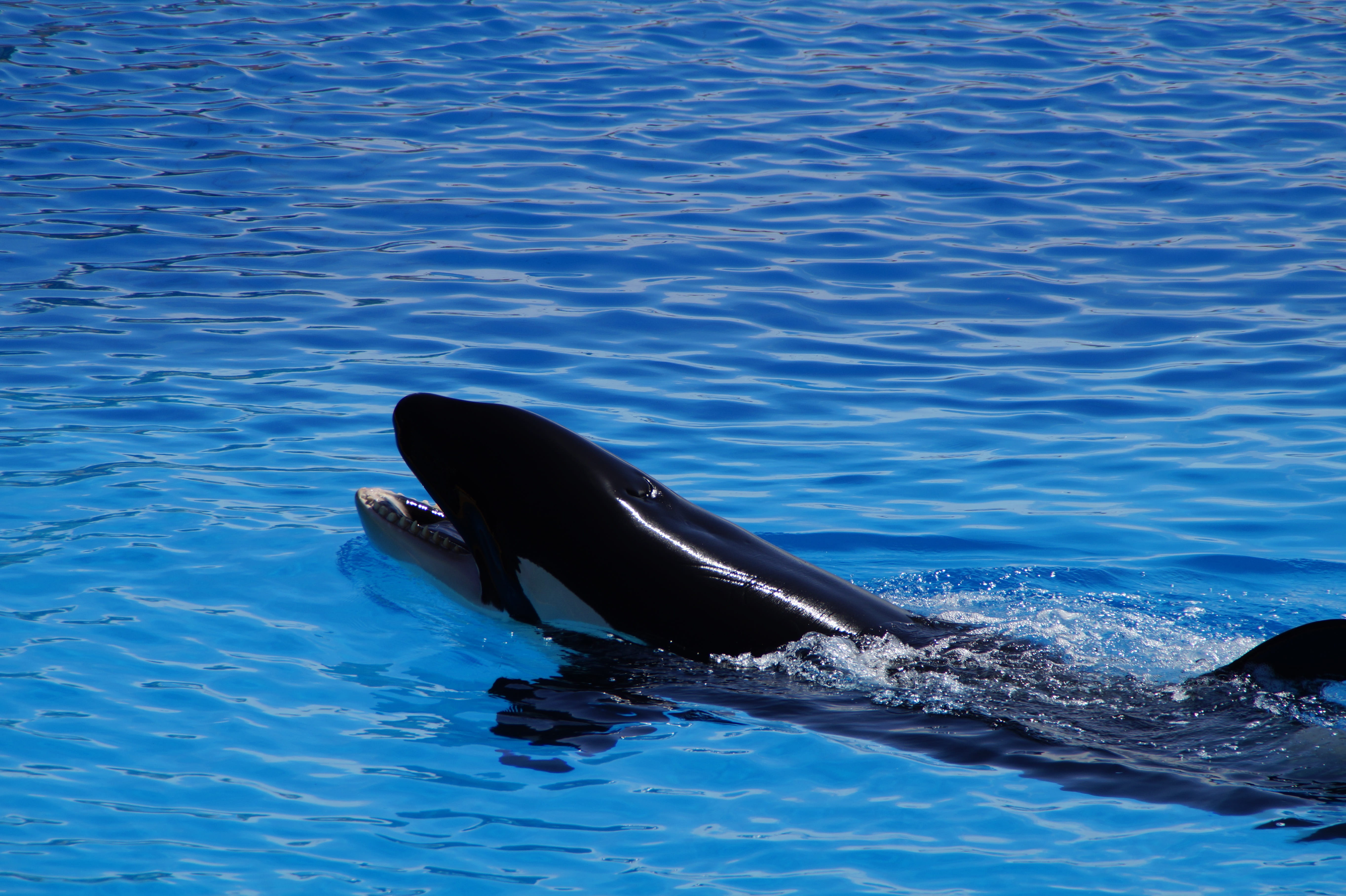 large, mammal, tooth, foot, dolphin, nature, marine, water, orcinus orca, outdoors, shiny, aquatic mammal, animal wildlife, waterfront, vertebrate, marine mammals, HD Wallpaper